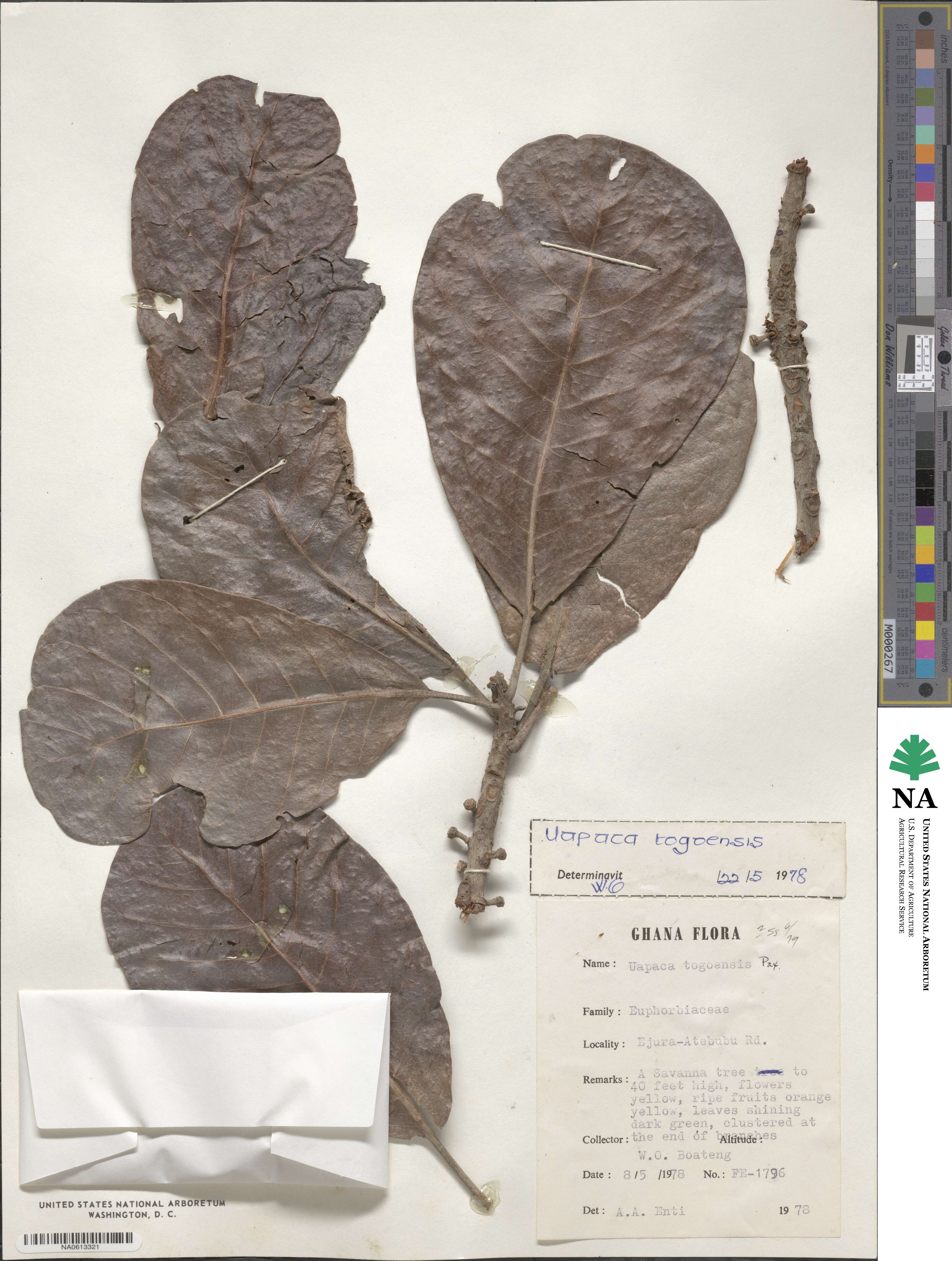Uapaca togoensis image