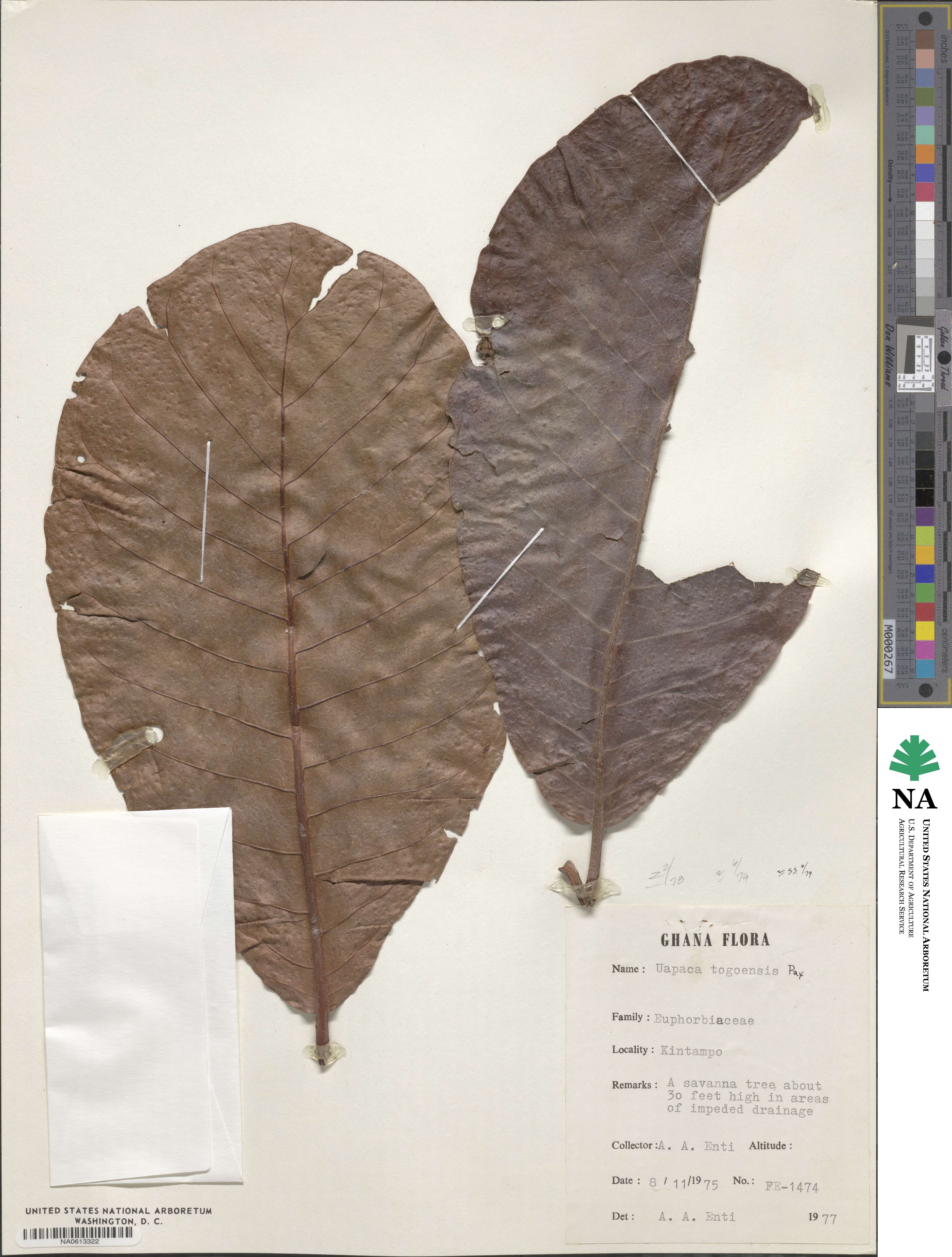 Uapaca togoensis image