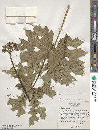 Cnidoscolus aconitifolius image