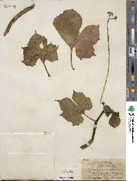 Cnidoscolus aconitifolius subsp. aconitifolius image