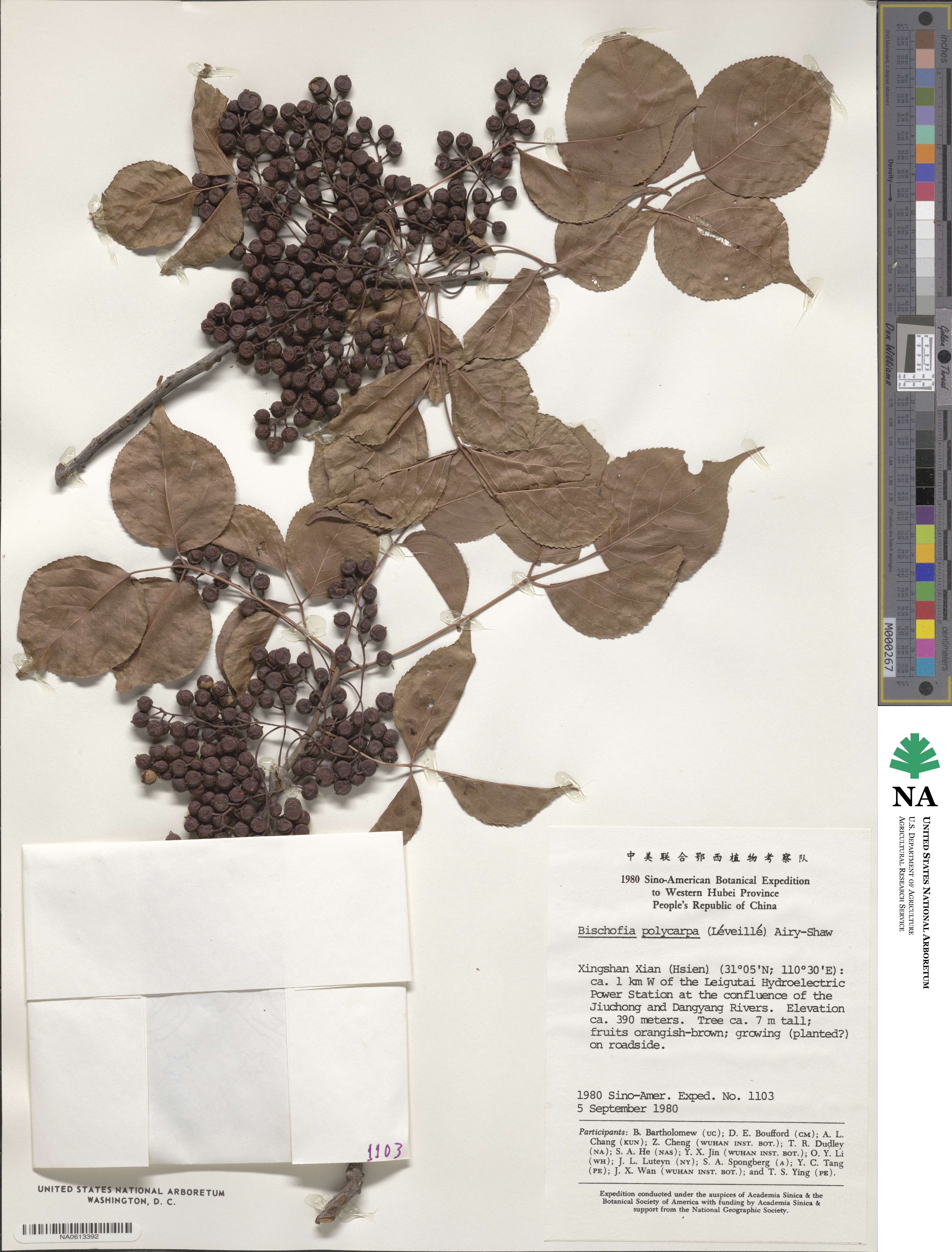 Bischofia polycarpa image