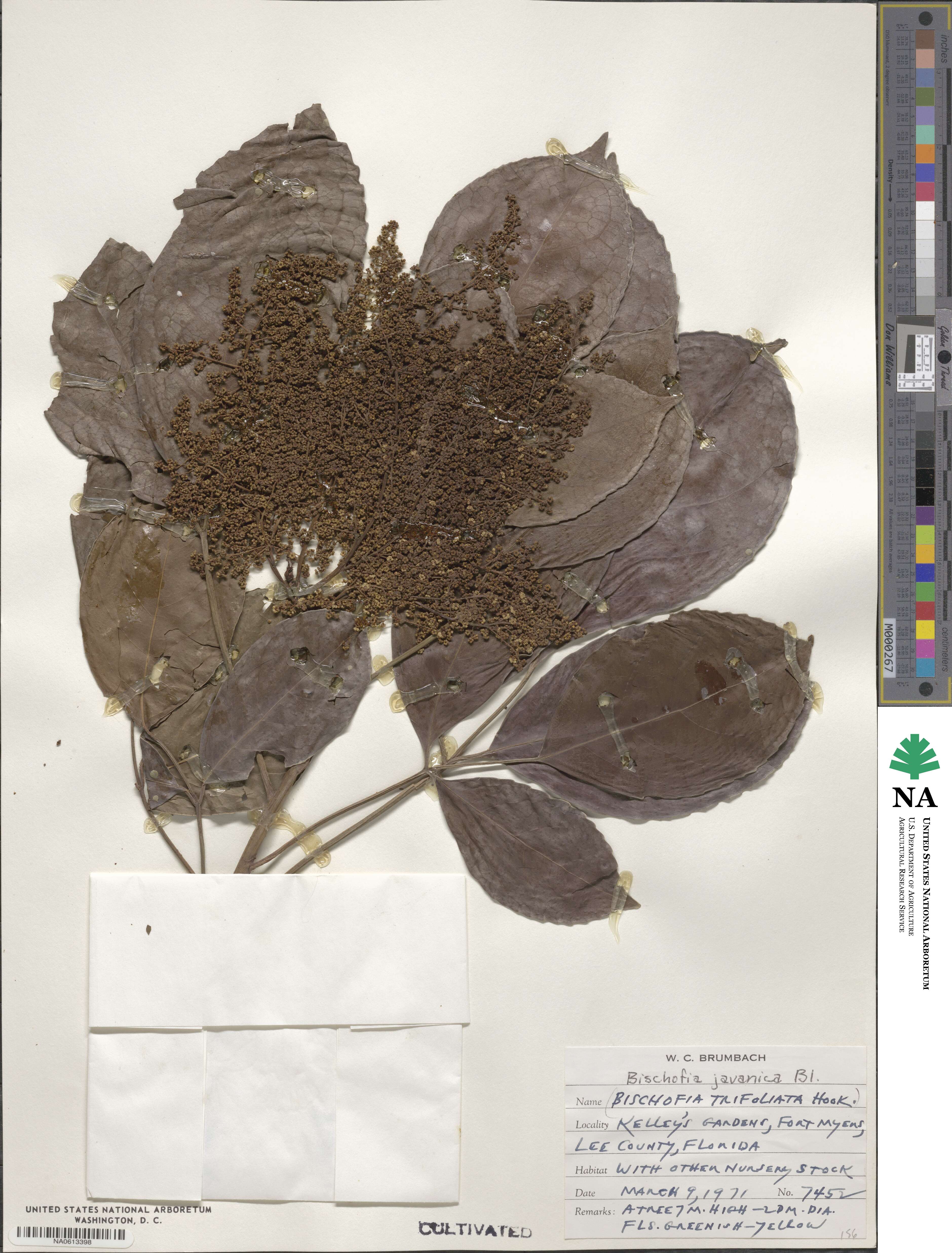 Bischofia javanica image
