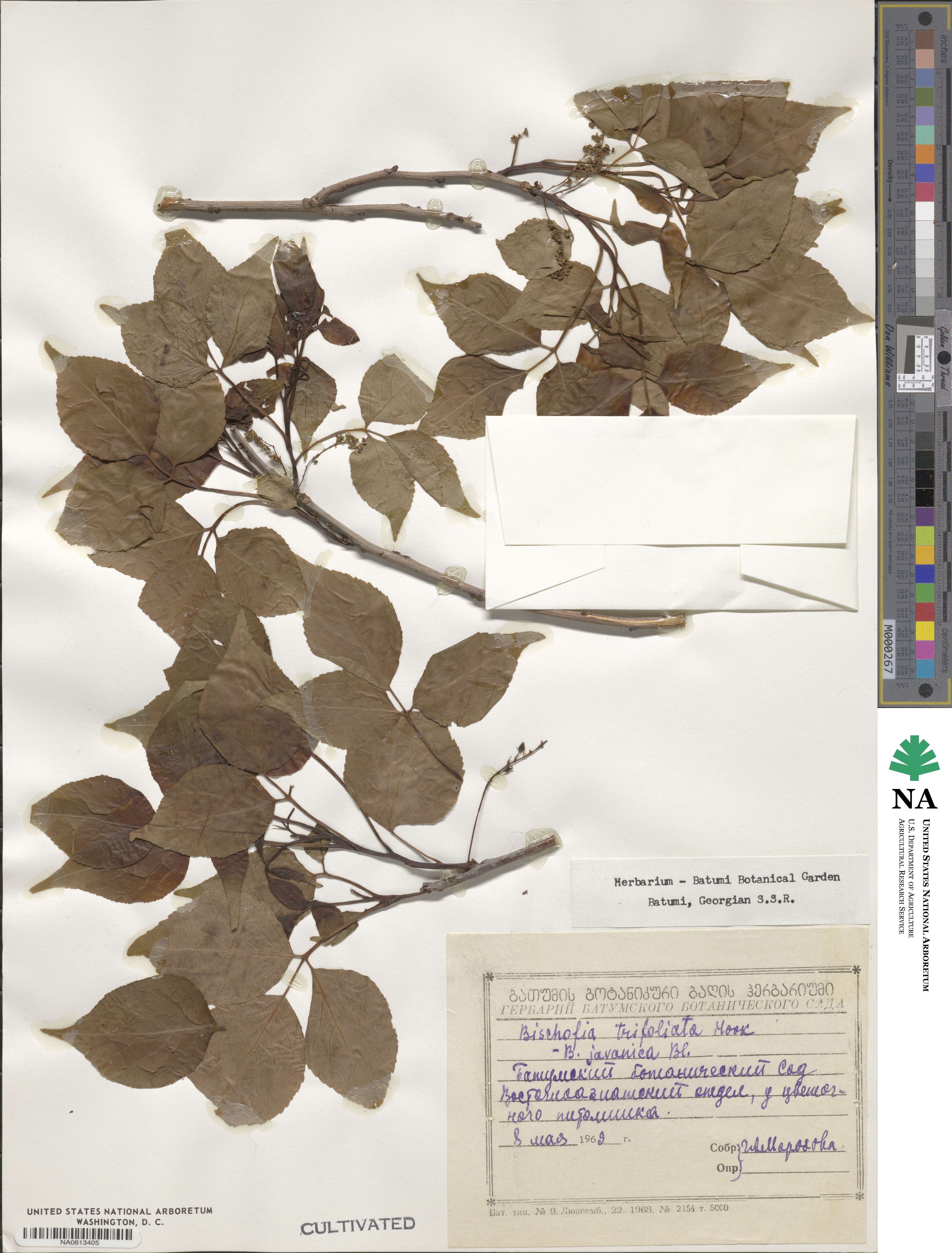 Bischofia javanica image