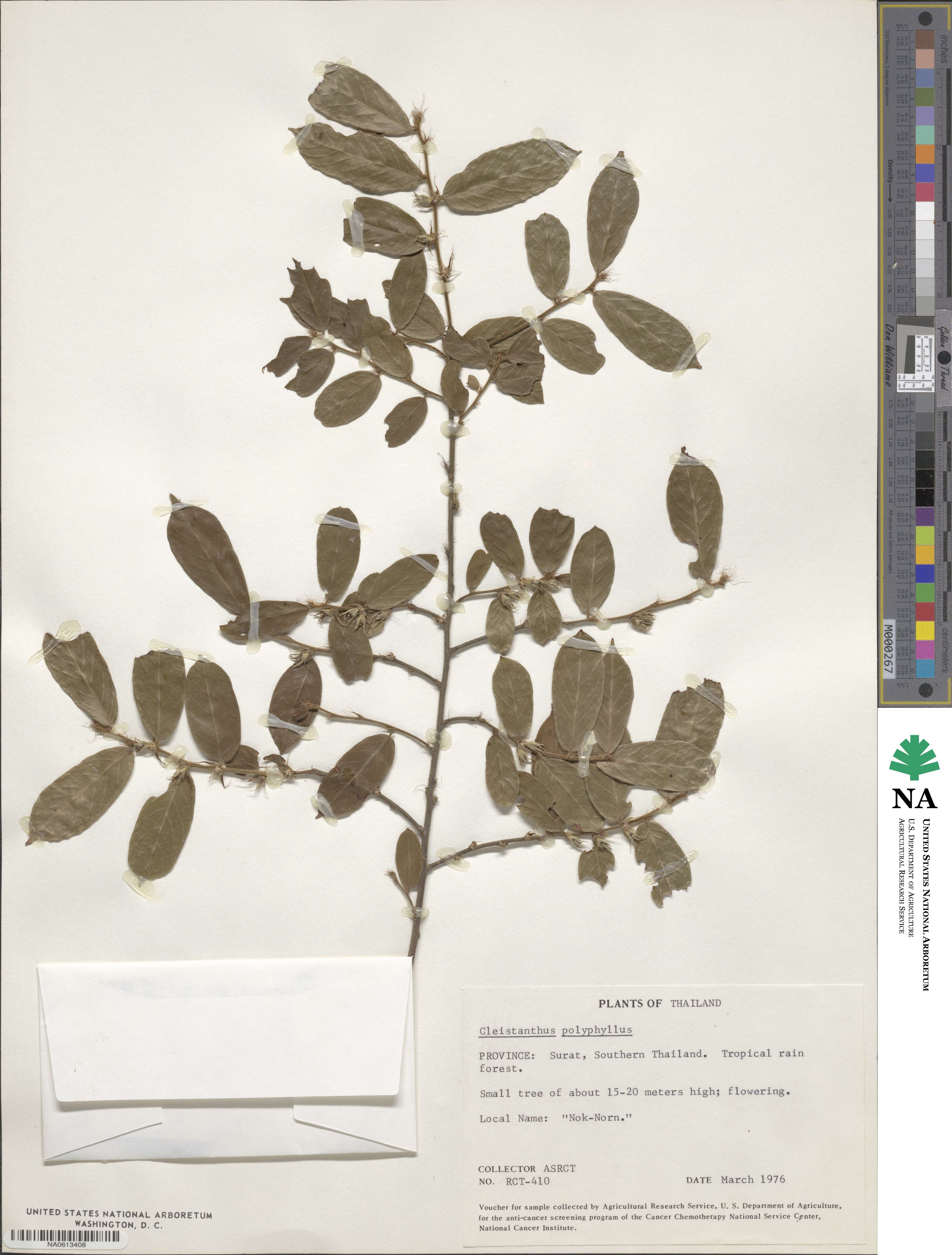 Cleistanthus polyphyllus image