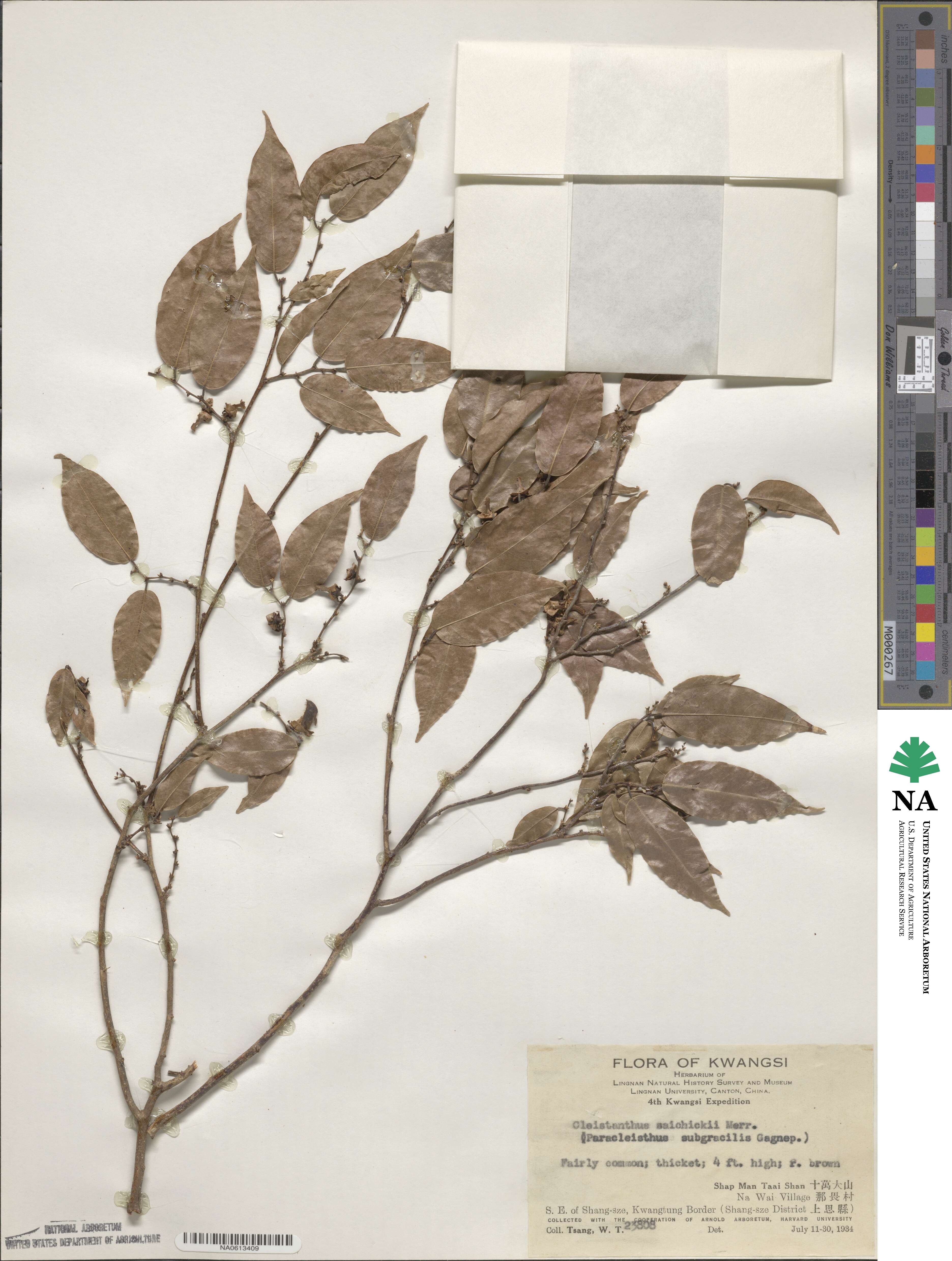 Cleistanthus image