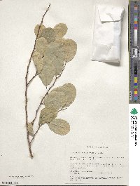 Image of Cleistanthus collinus