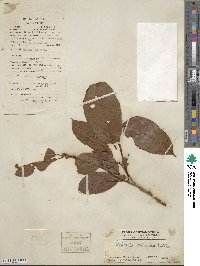 Bridelia balansae image