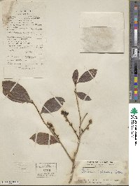 Bridelia balansae image