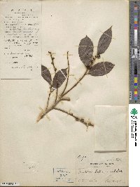 Bridelia balansae image