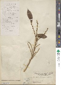 Bridelia balansae image