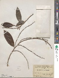 Bridelia balansae image