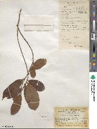 Bridelia balansae image