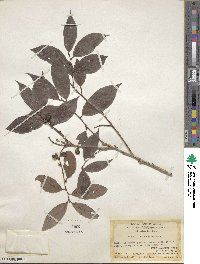 Bridelia balansae image