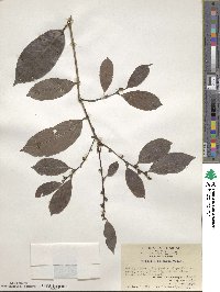 Bridelia balansae image