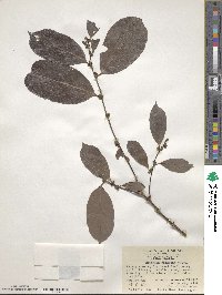 Bridelia balansae image