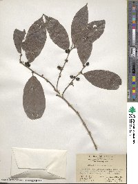 Bridelia balansae image