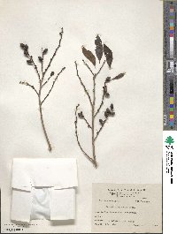 Bridelia balansae image