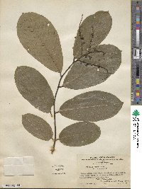 Bridelia fordii image