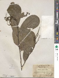Bridelia fordii image