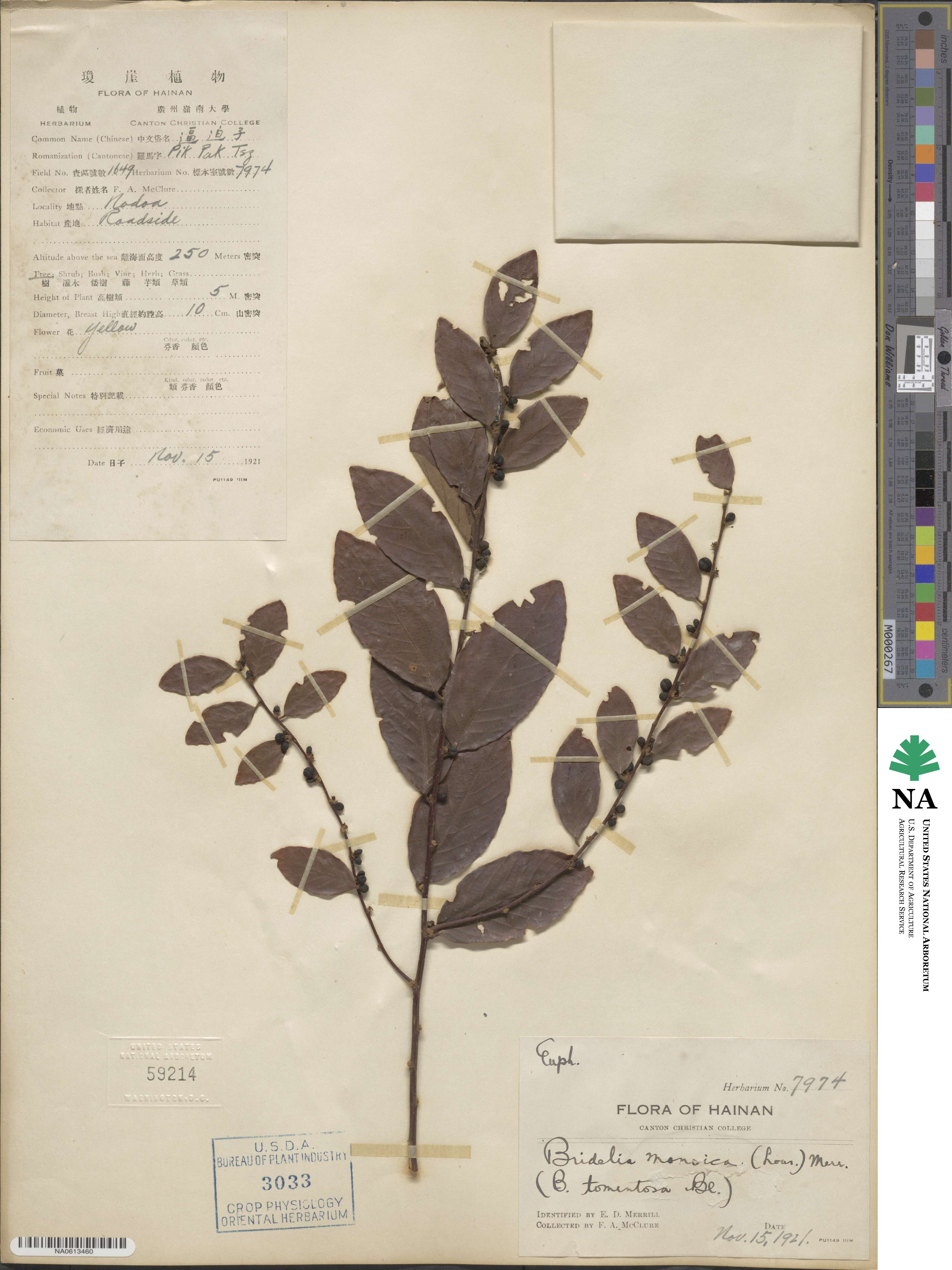 Cleistanthus monoicus image
