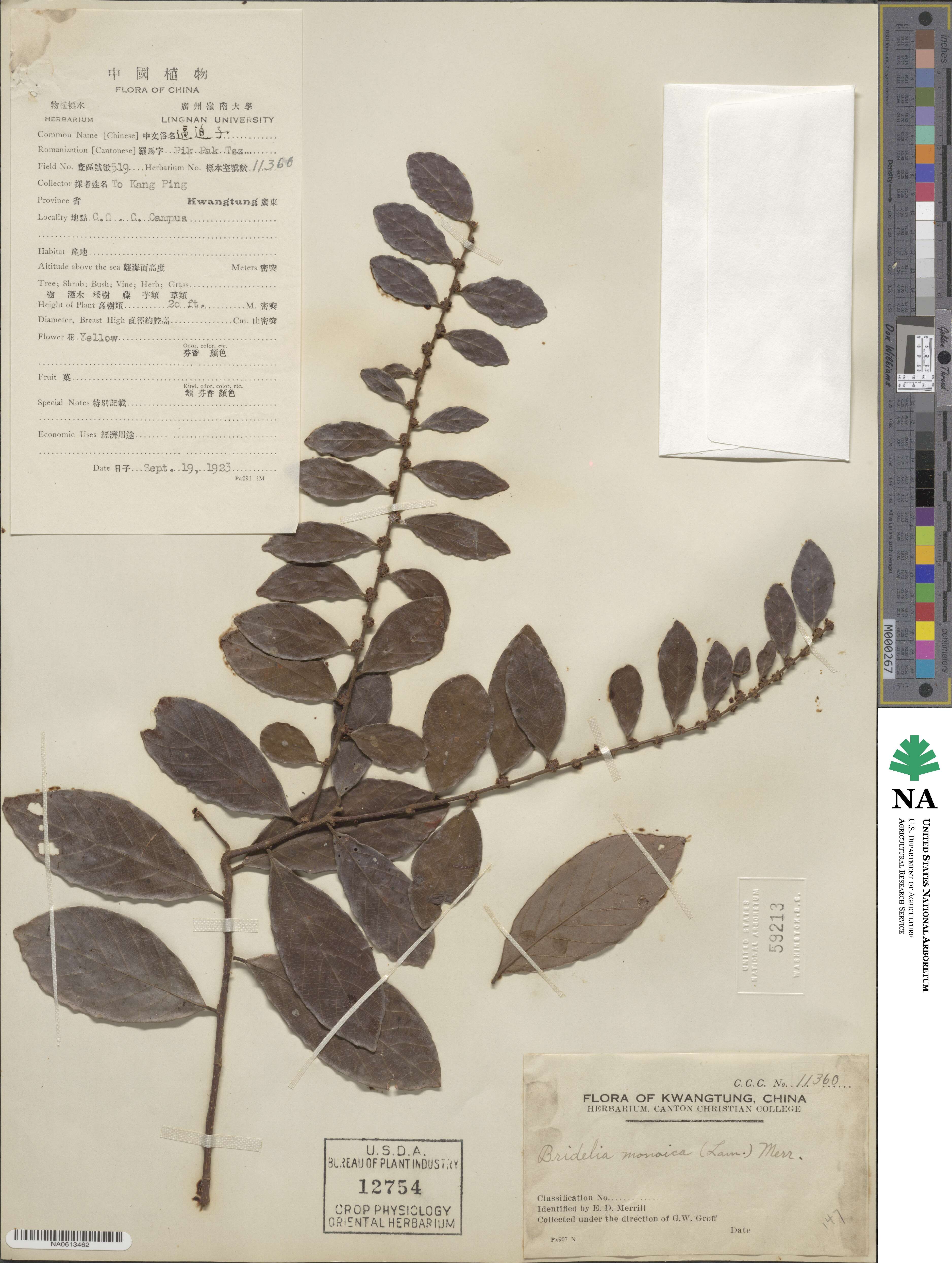 Cleistanthus monoicus image