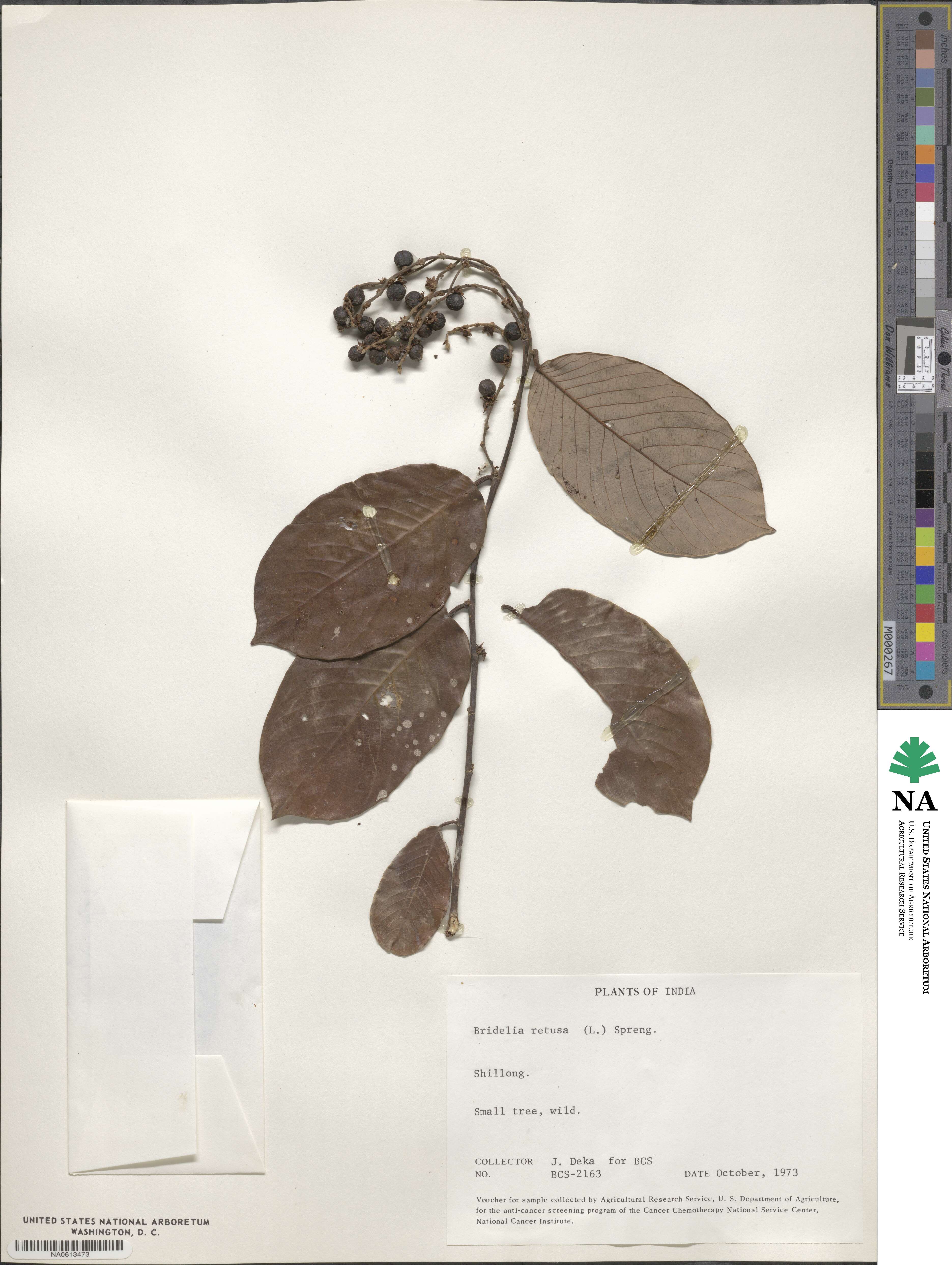 Bridelia retusa image