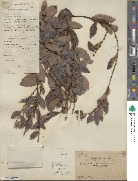 Bridelia tomentosa image