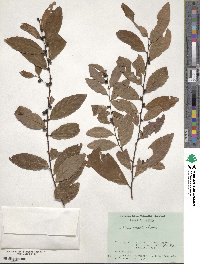 Bridelia tomentosa image
