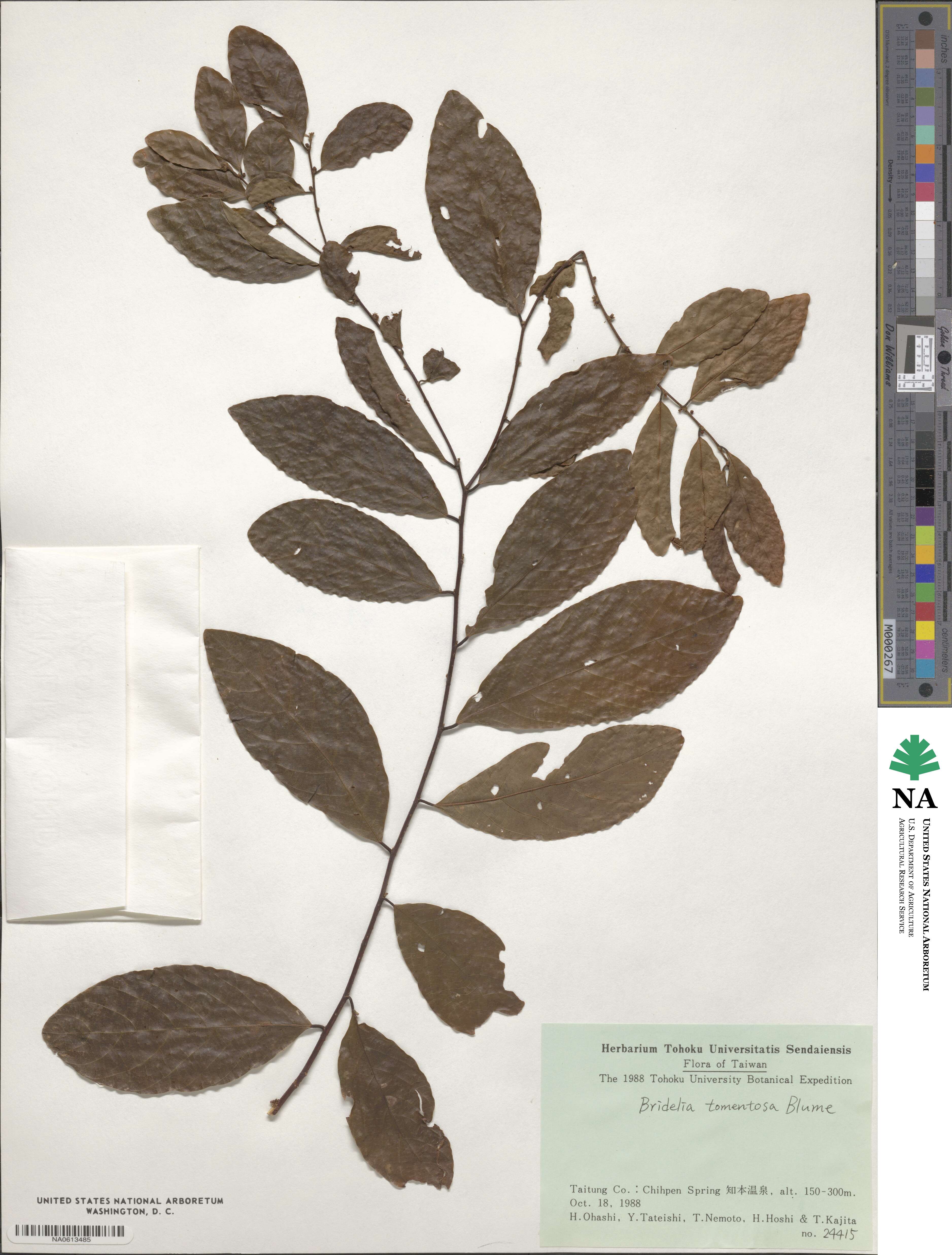 Bridelia tomentosa image