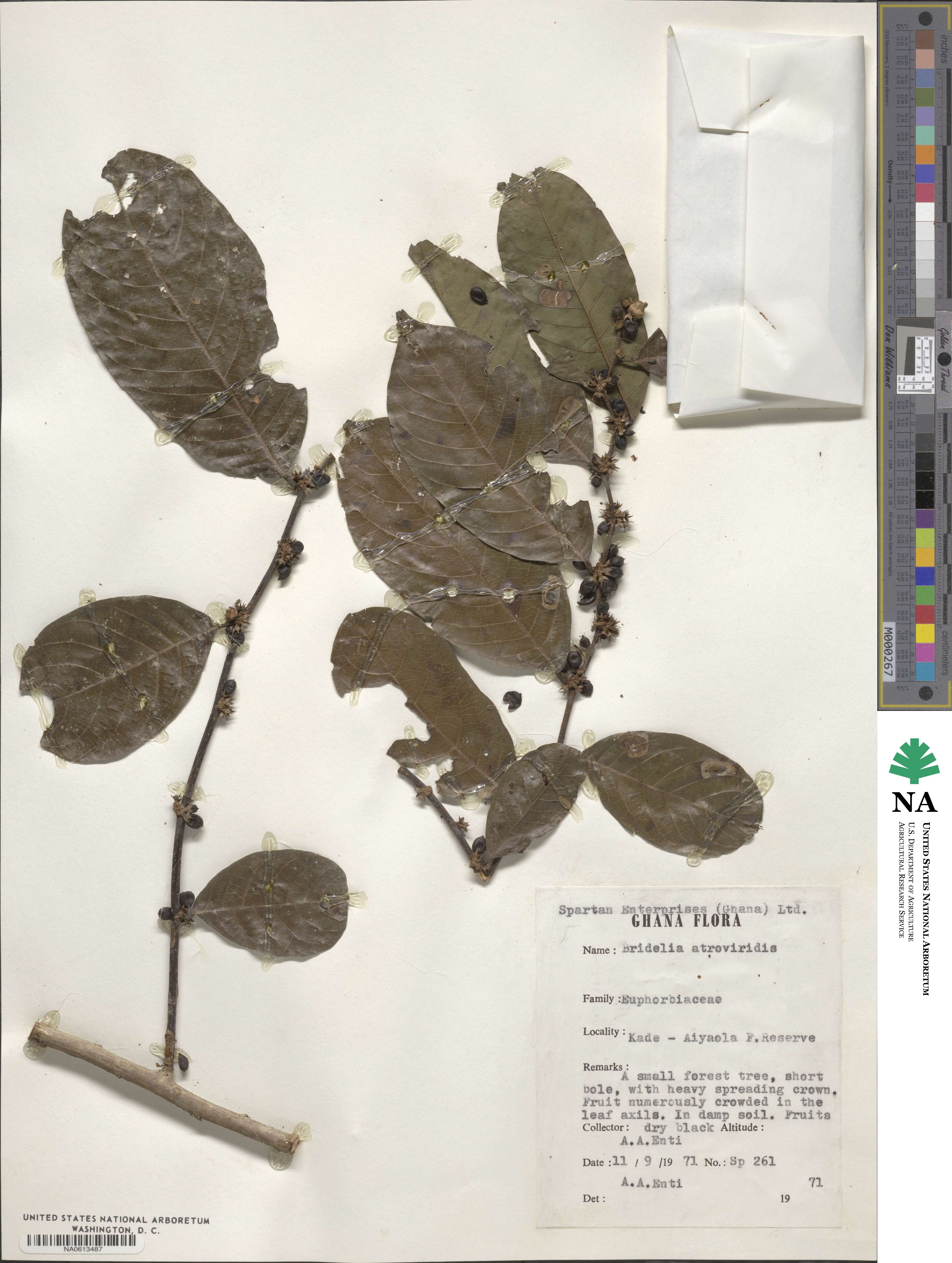Bridelia atroviridis image