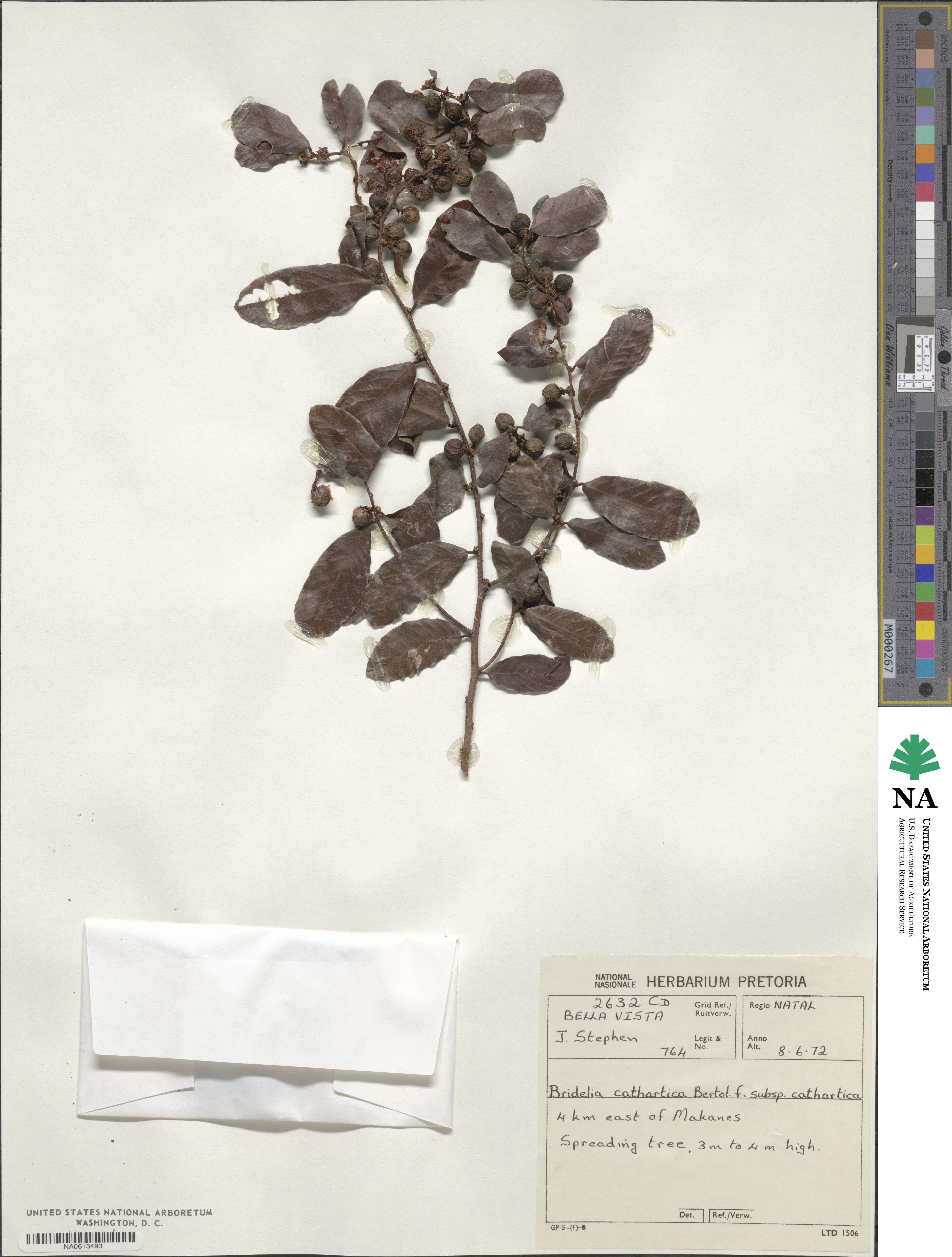 Bridelia cathartica image