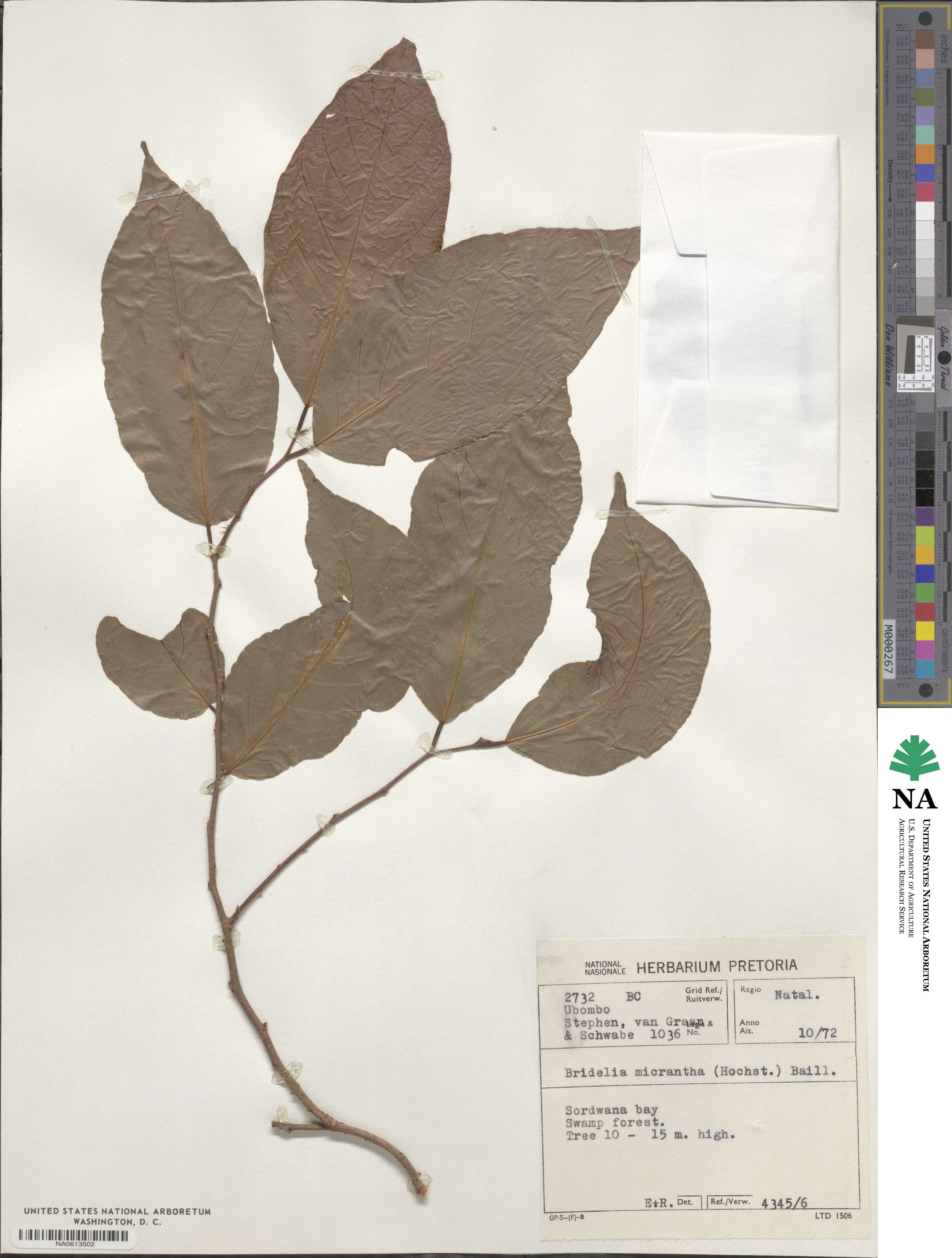 Bridelia micrantha image