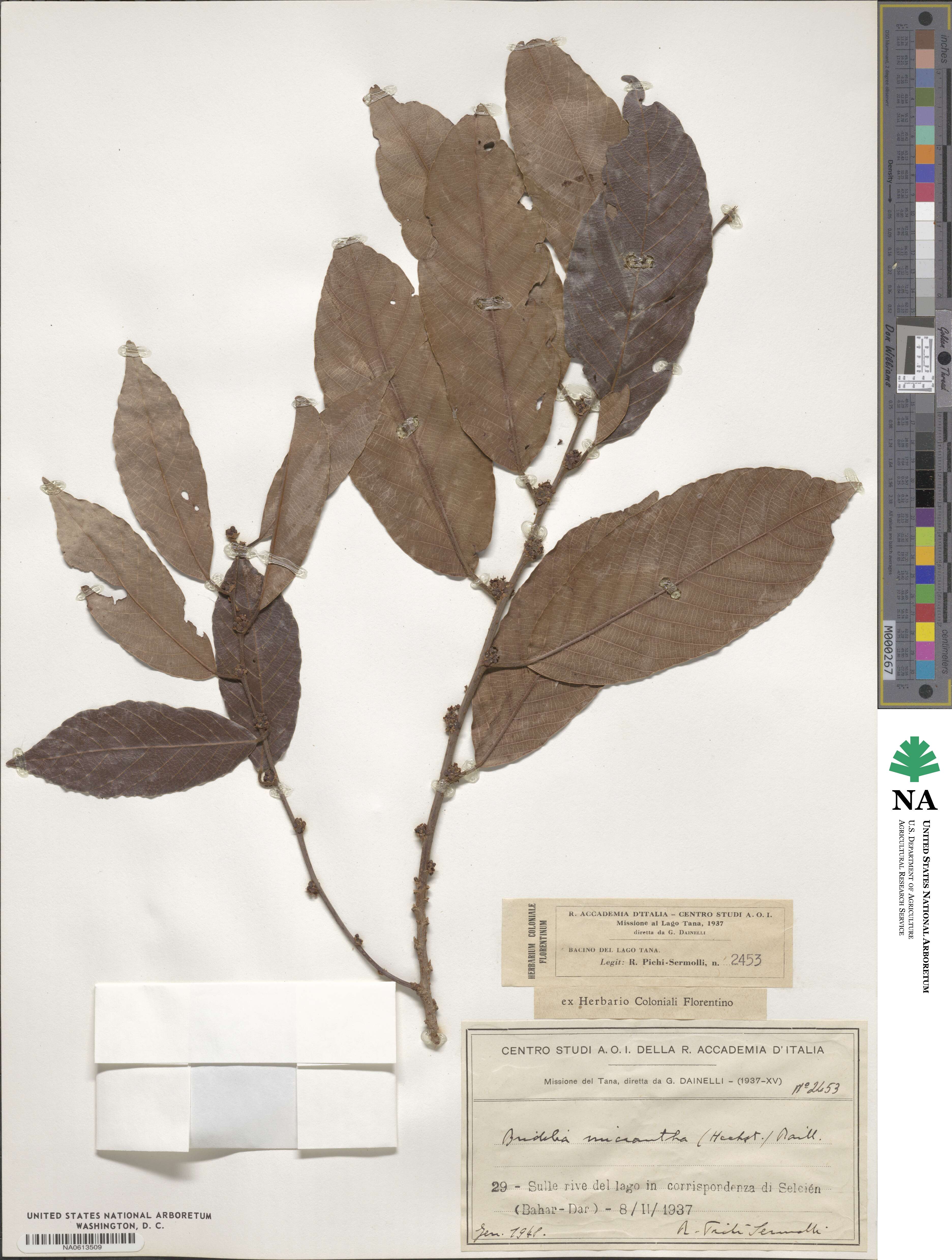 Bridelia micrantha image