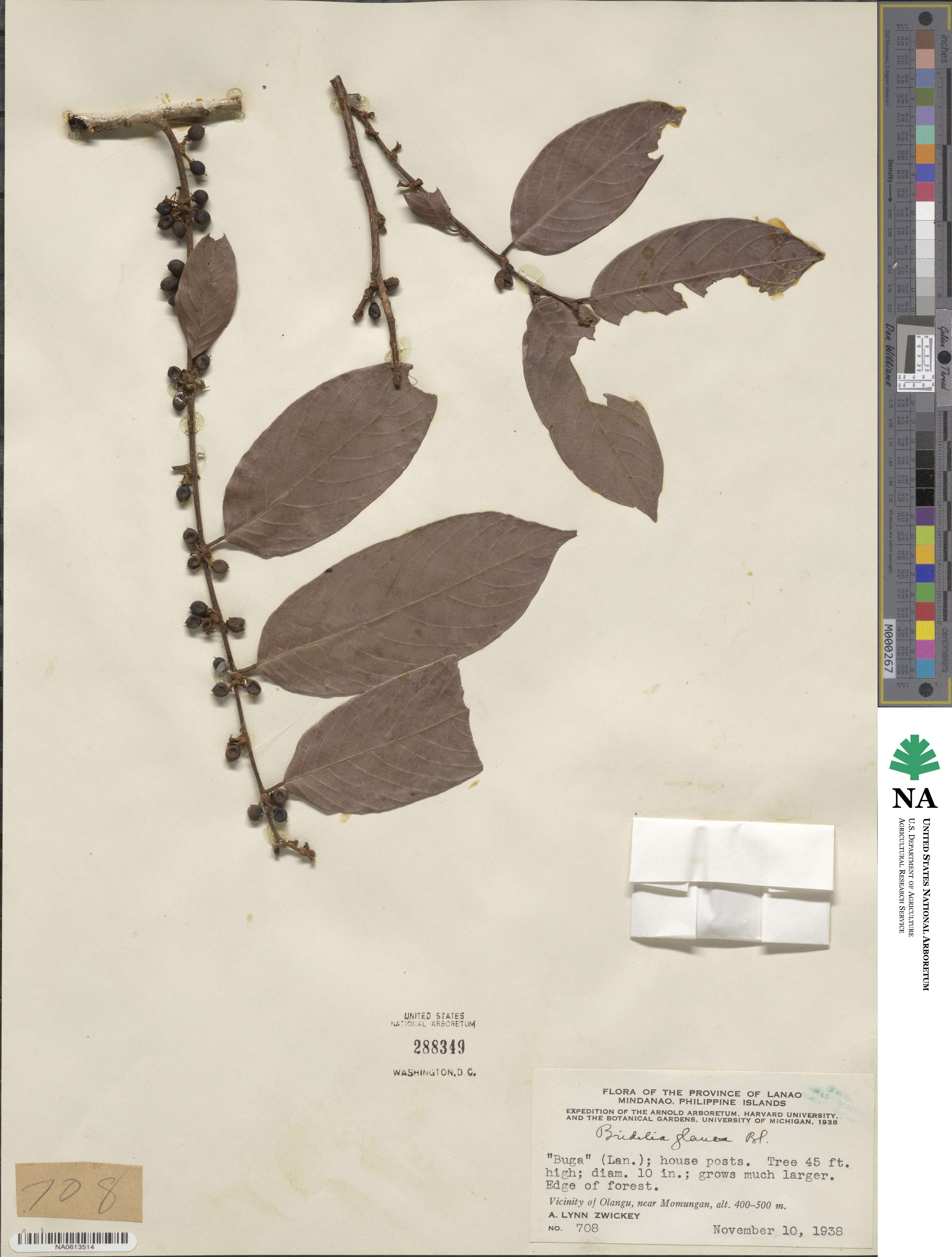 Bridelia glauca image