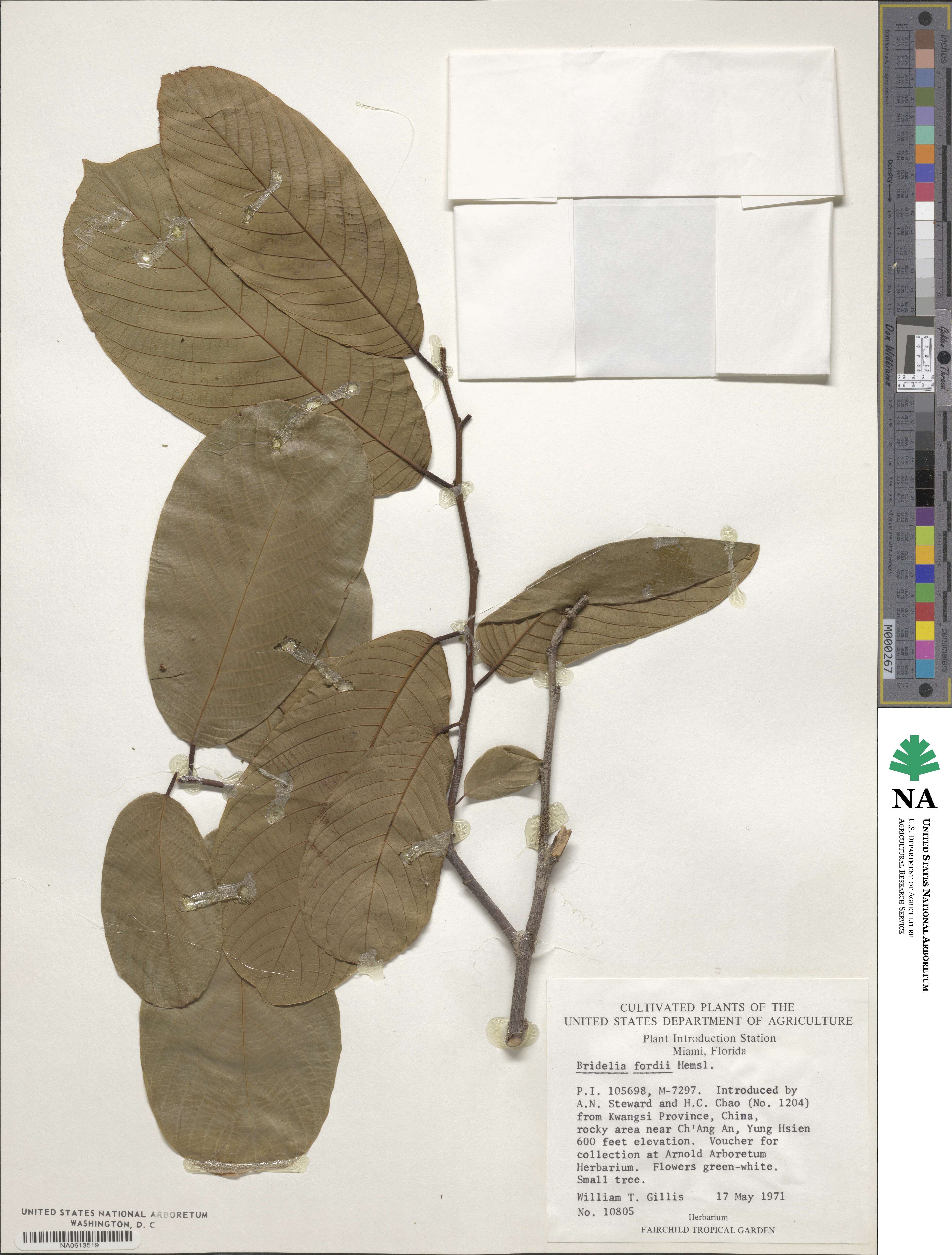 Bridelia fordii image