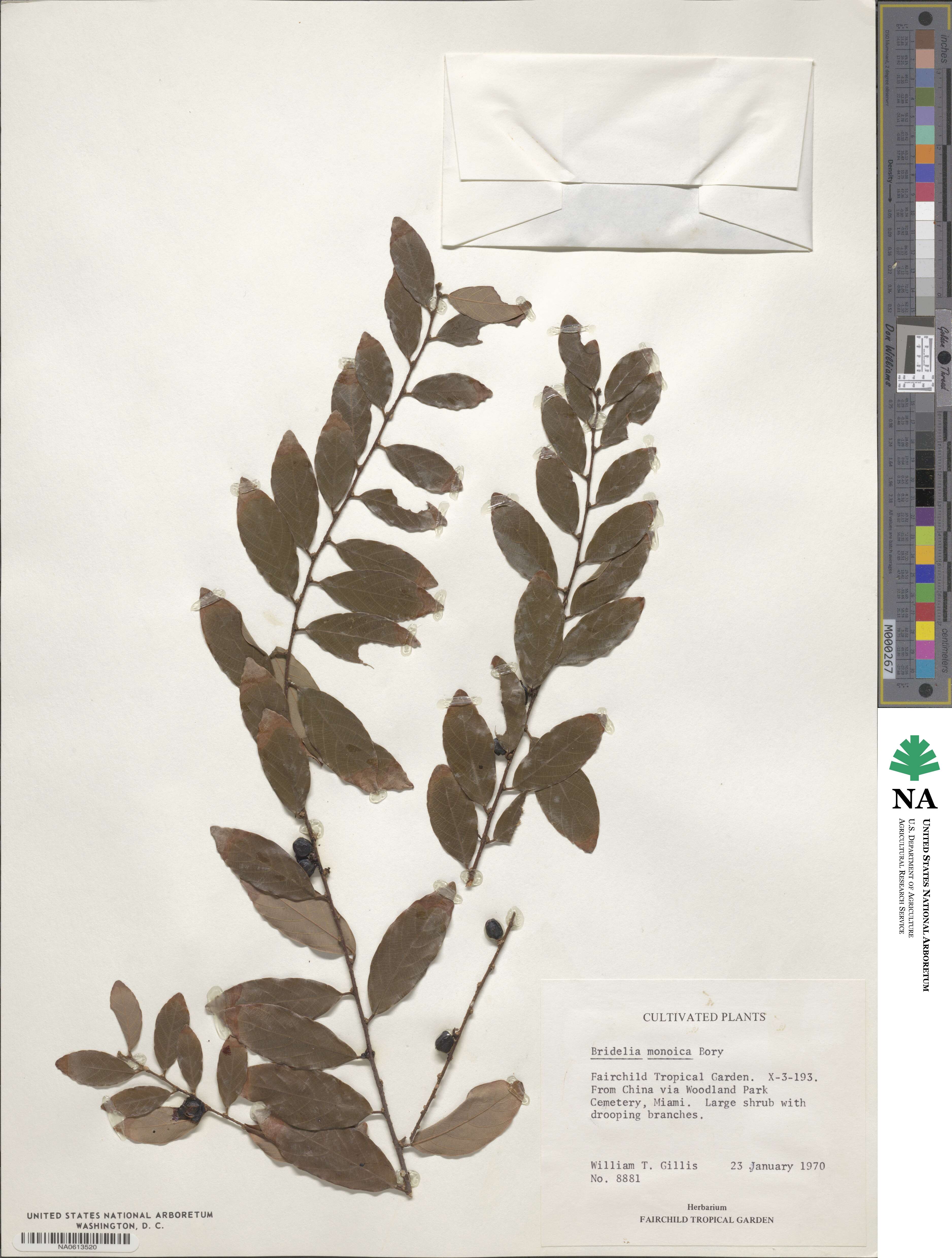 Cleistanthus image