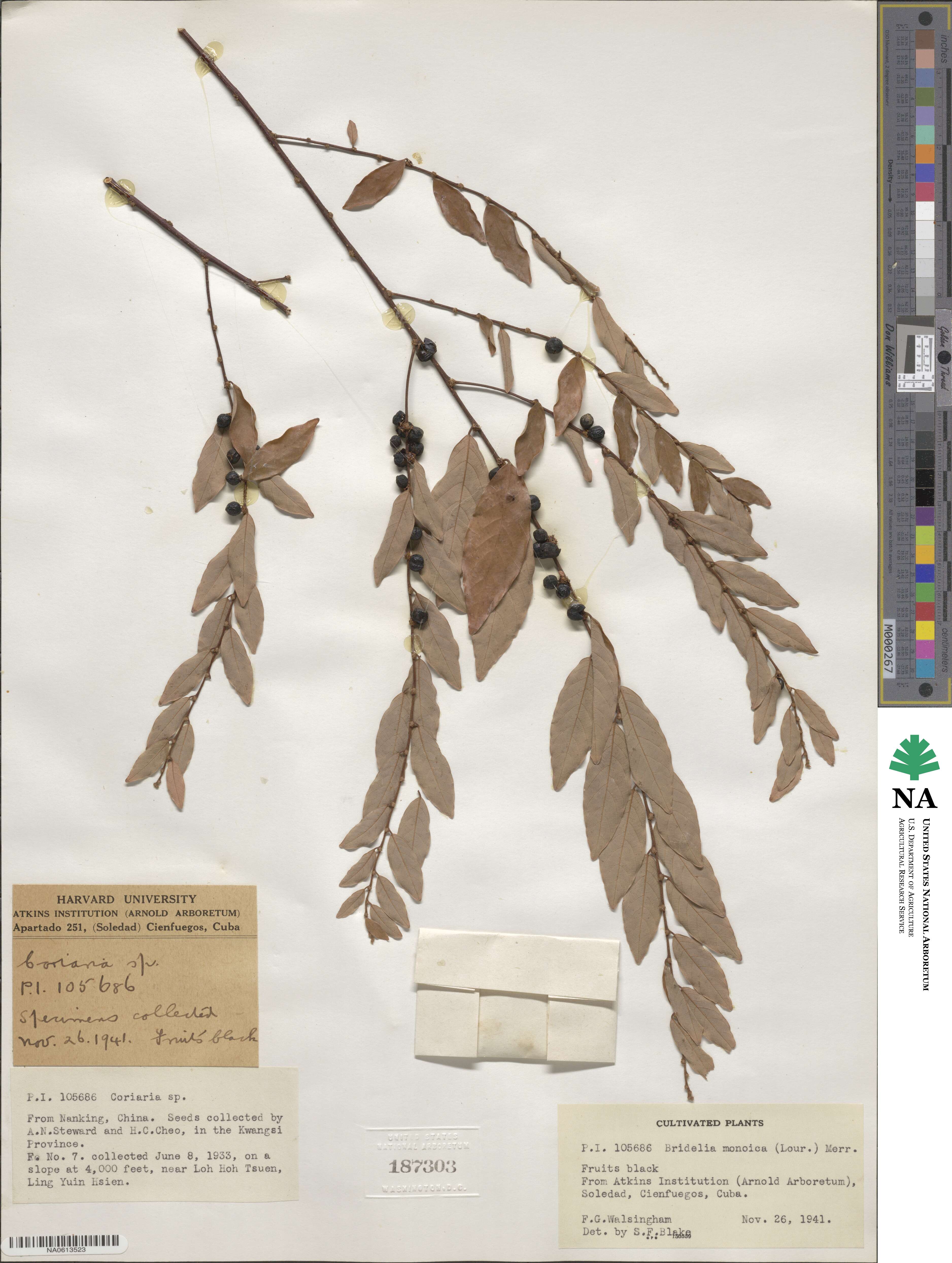 Cleistanthus monoicus image