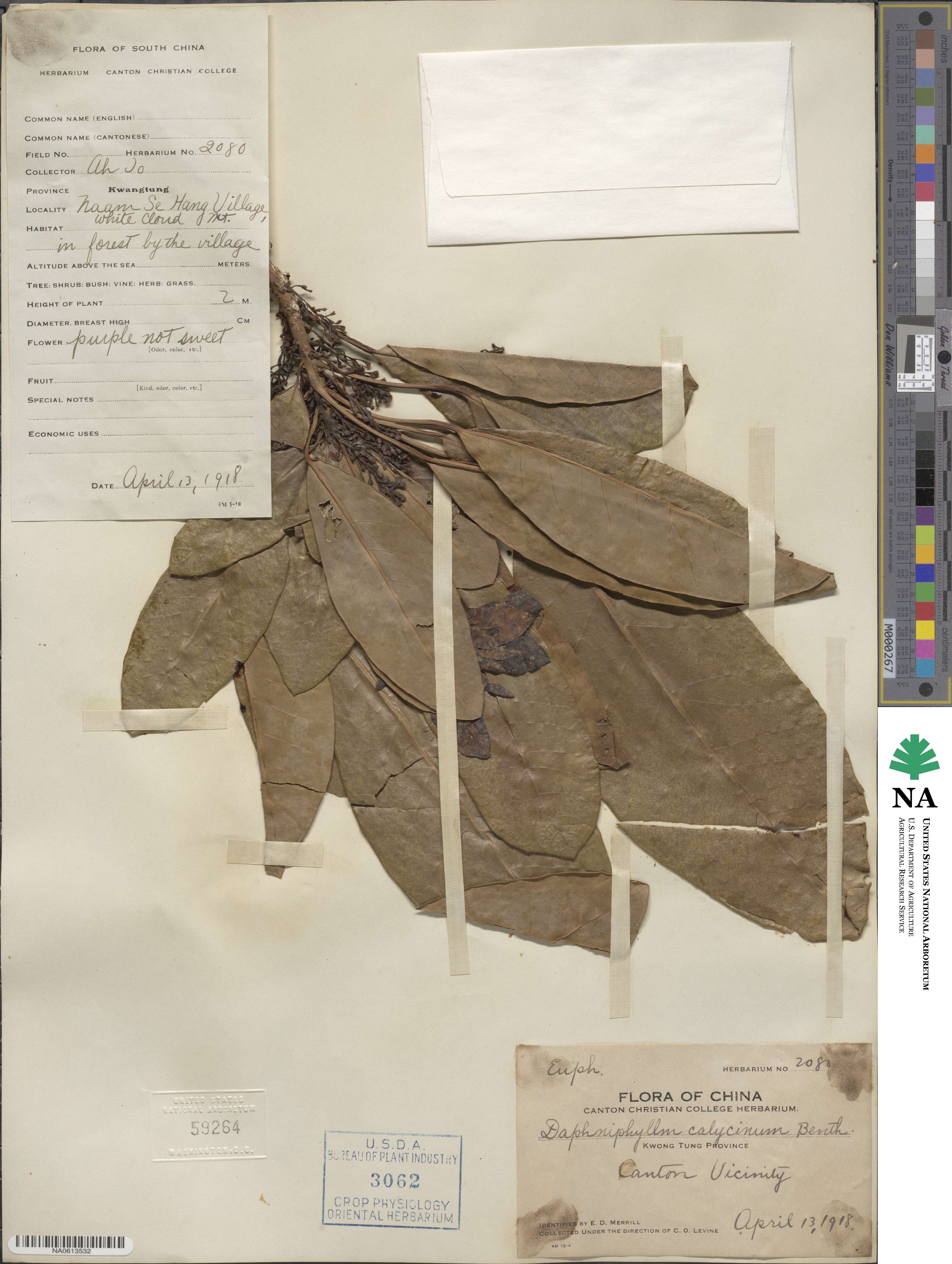 Daphniphyllum calycinum image