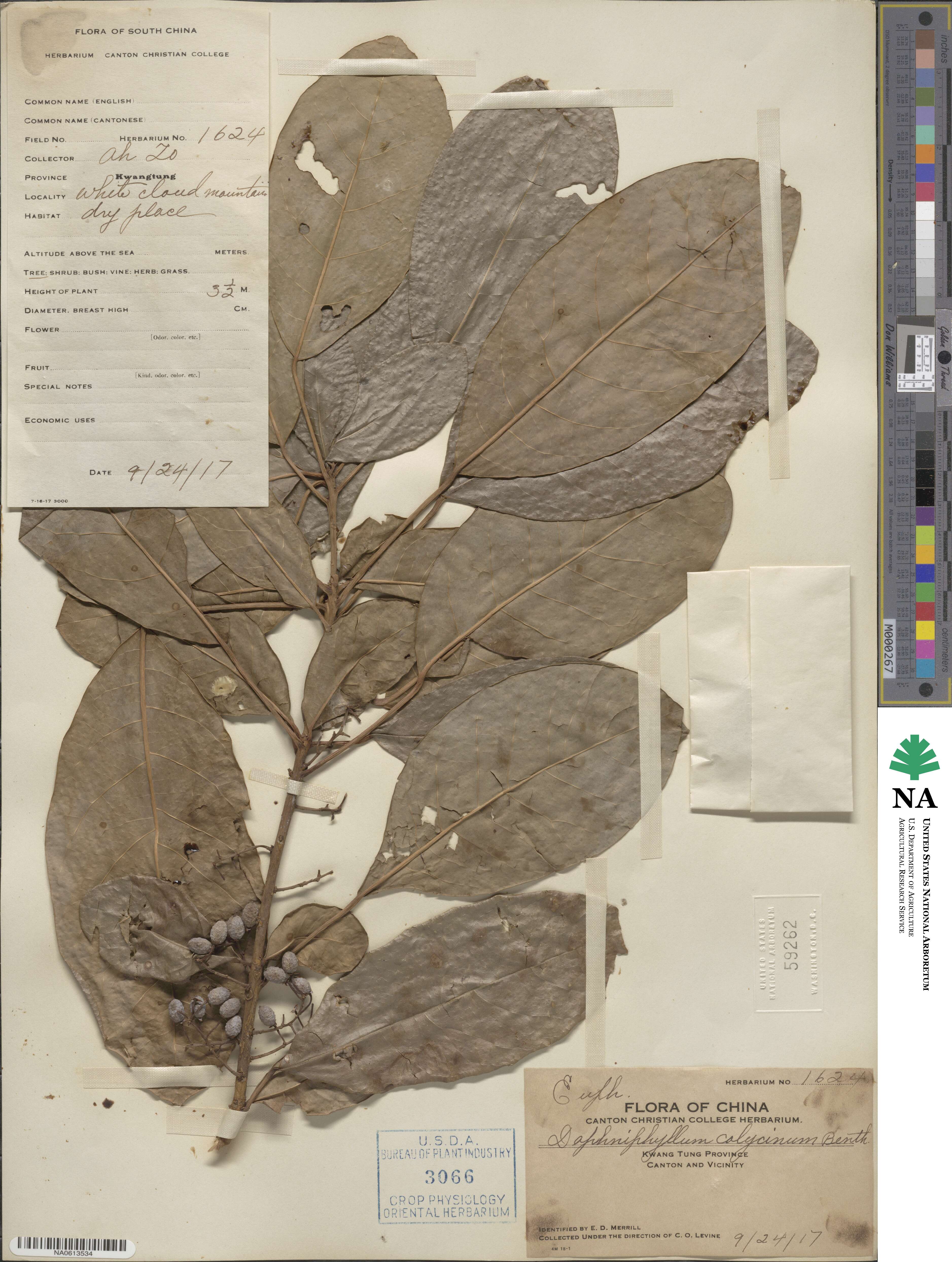 Daphniphyllum calycinum image