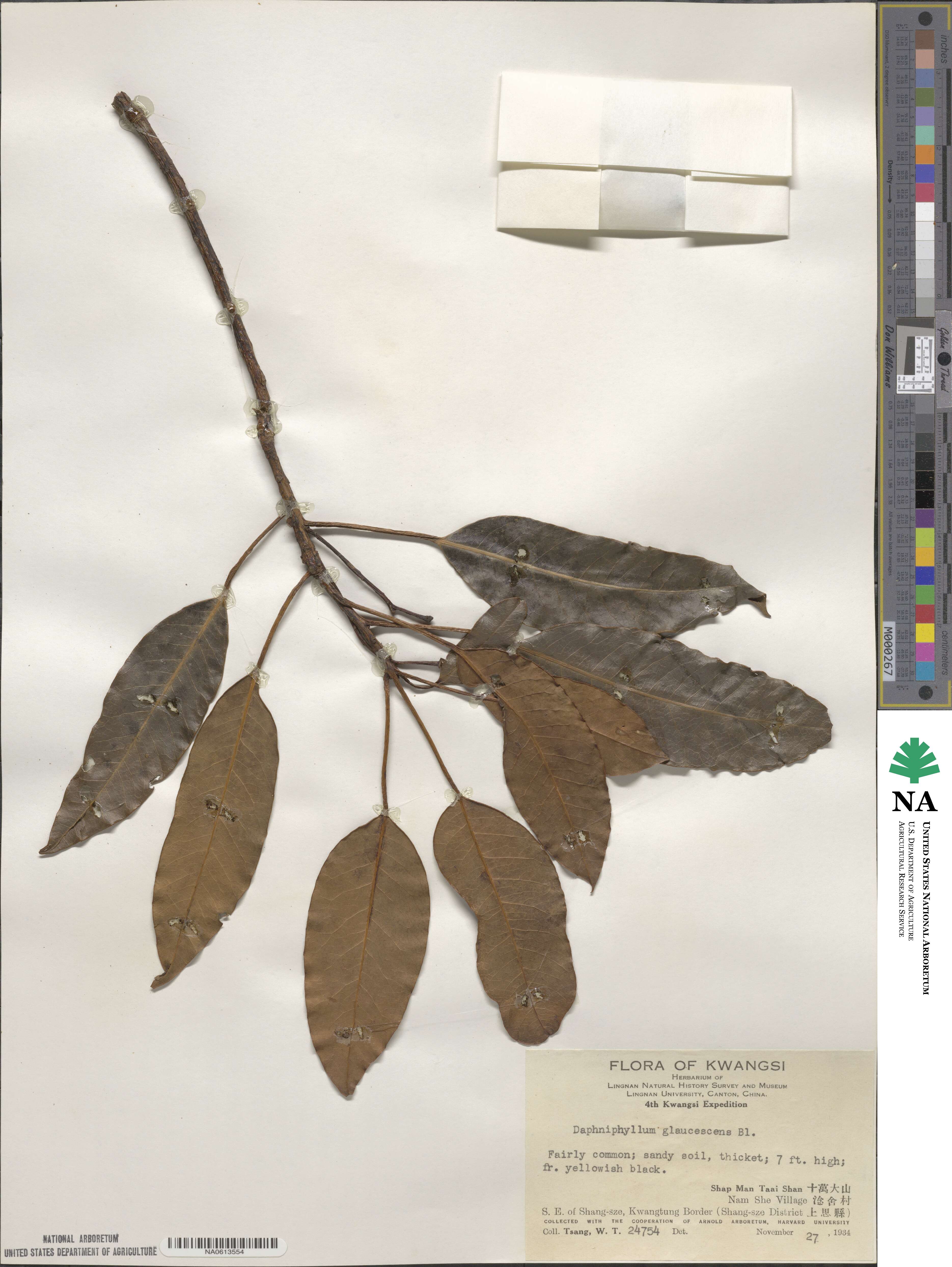 Daphniphyllum glaucescens image