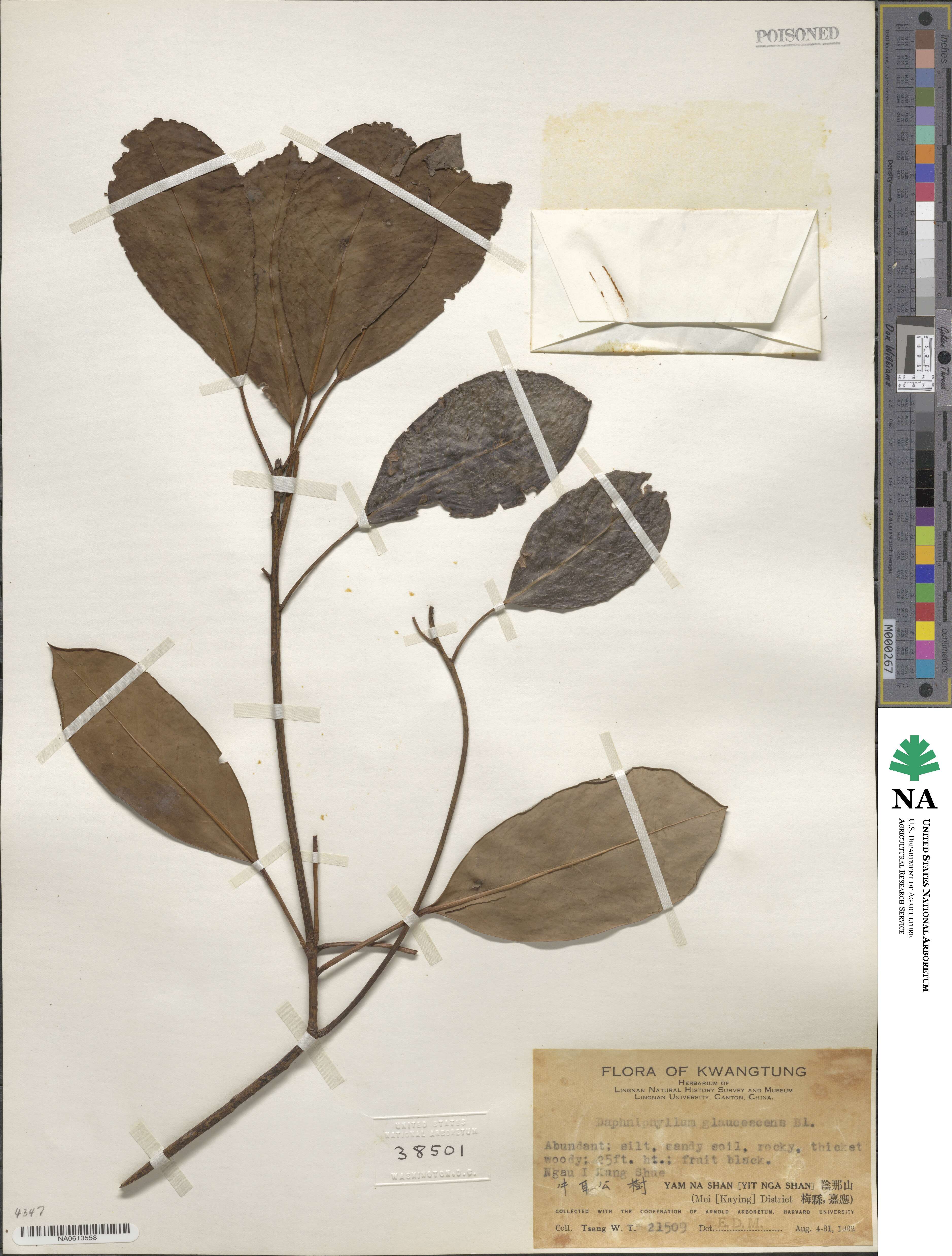 Daphniphyllum glaucescens image