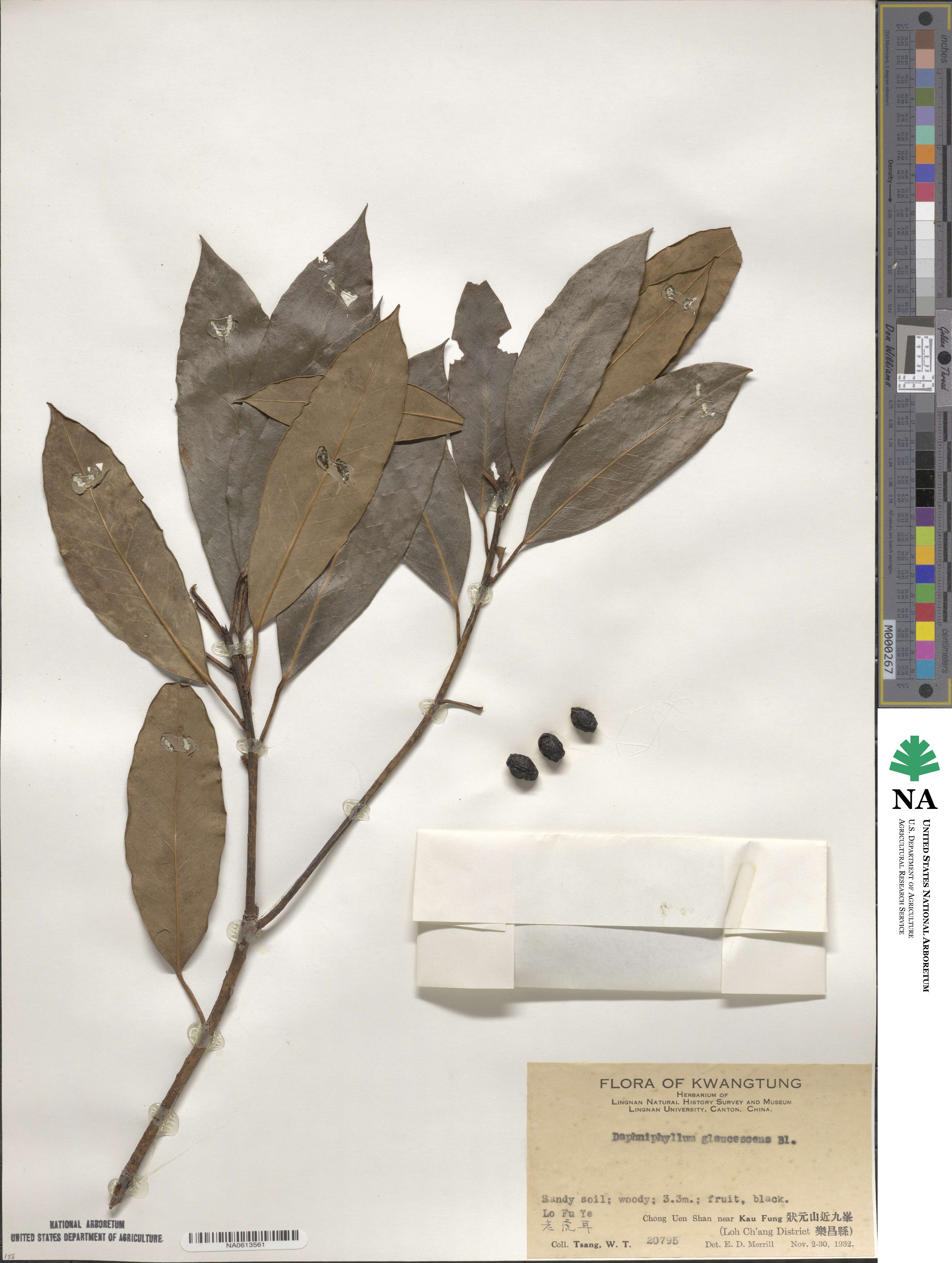 Daphniphyllum glaucescens image