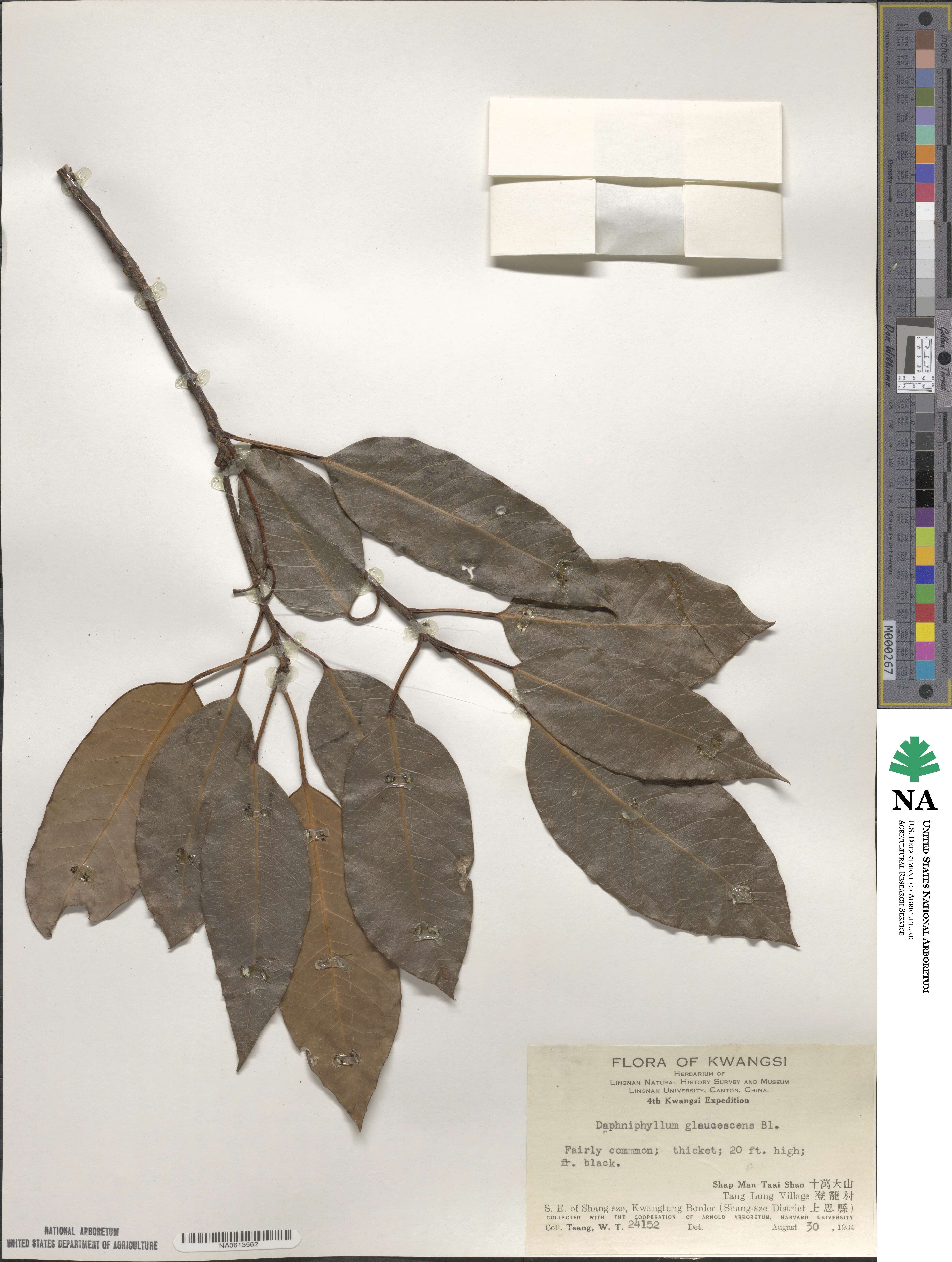 Daphniphyllum glaucescens image