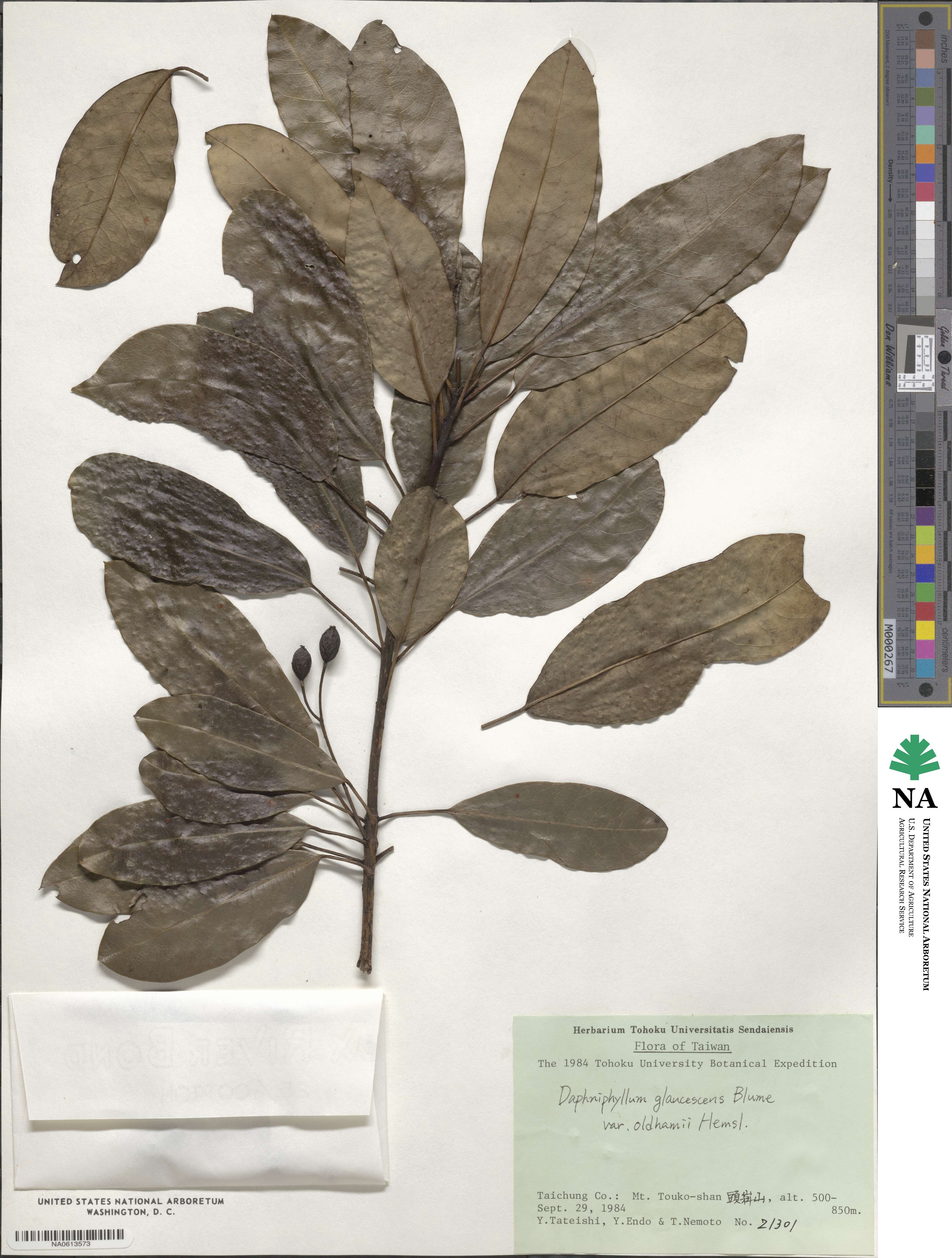 Daphniphyllum pentandrum image