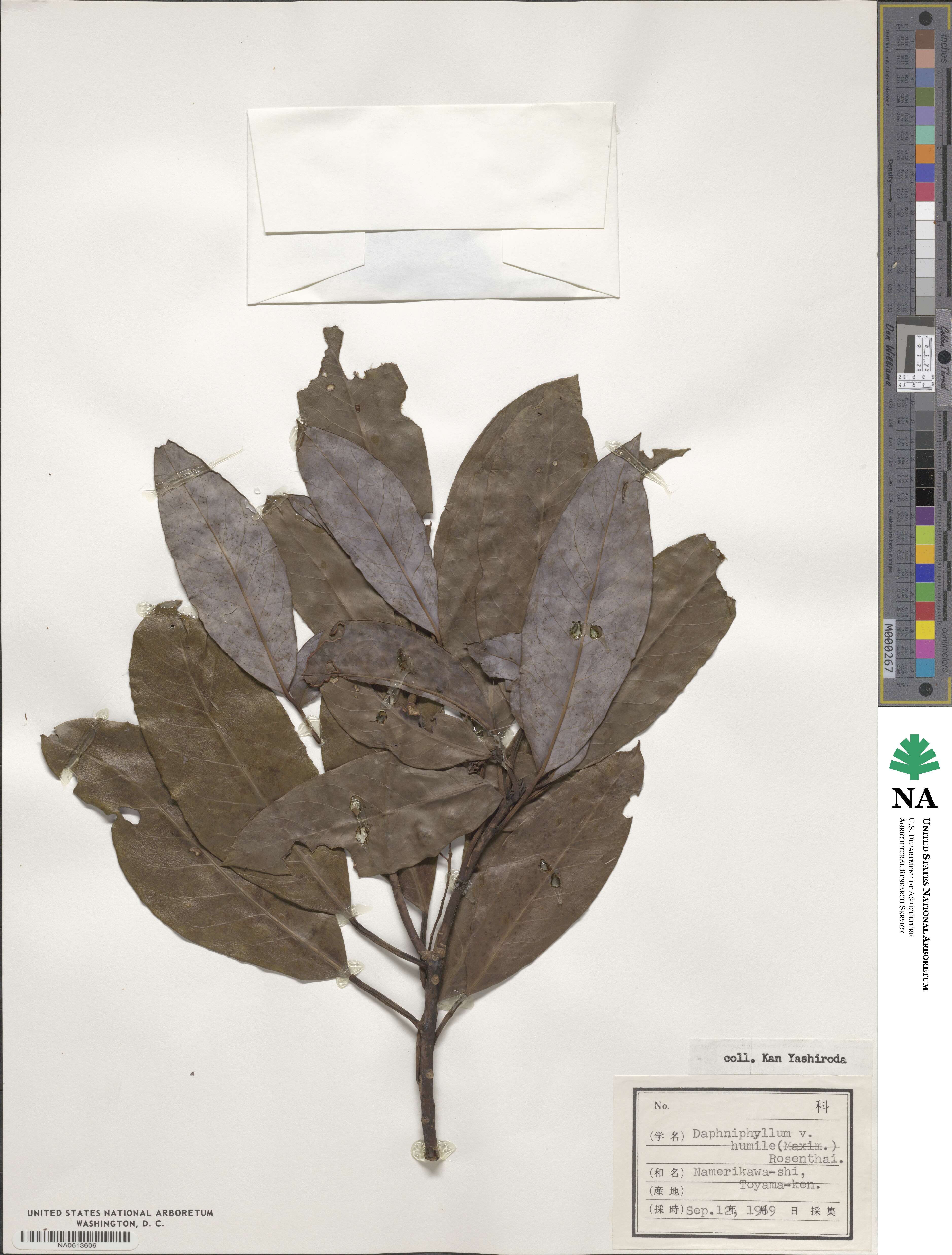Daphniphyllum macropodum var. humile image