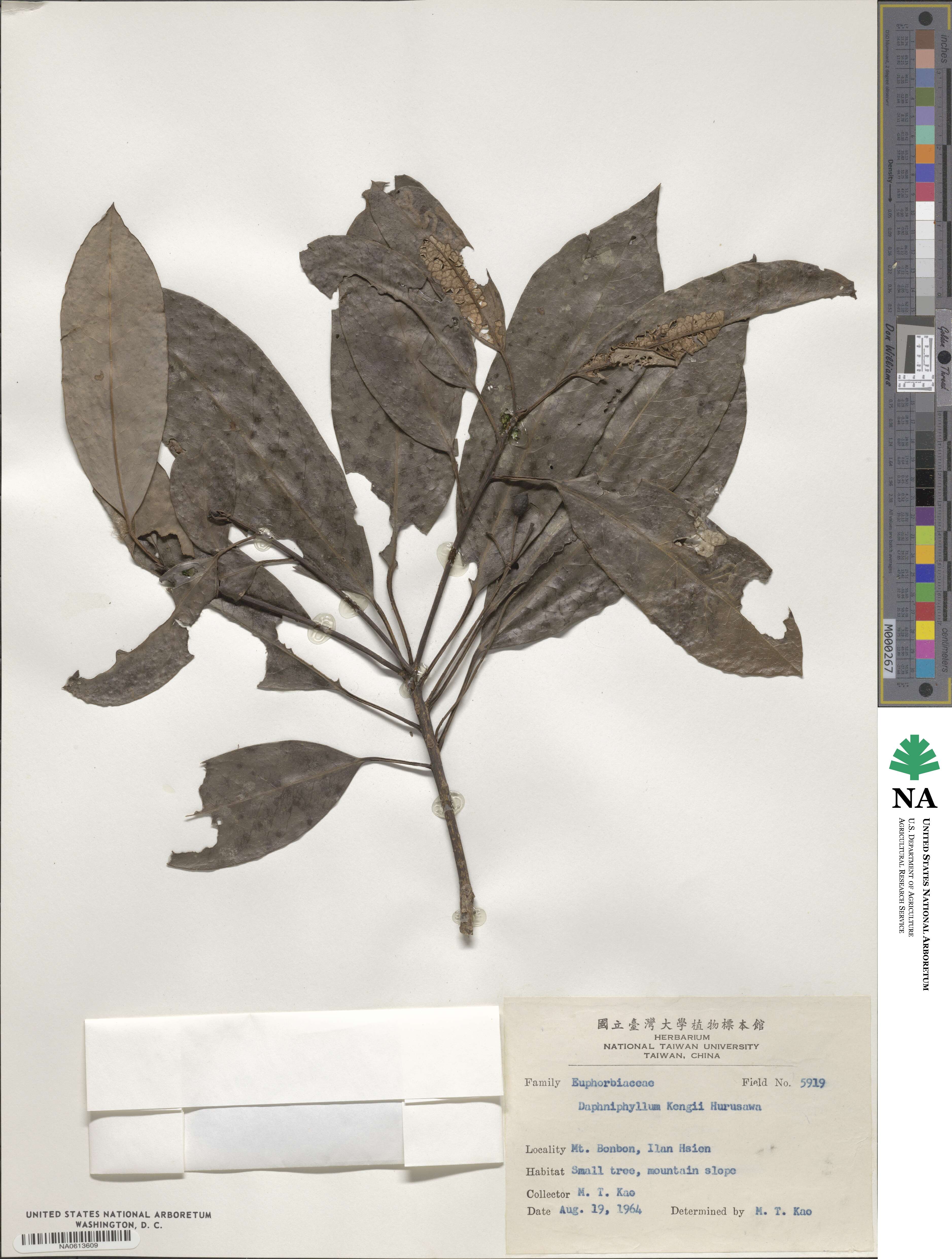 Daphniphyllum pentandrum image