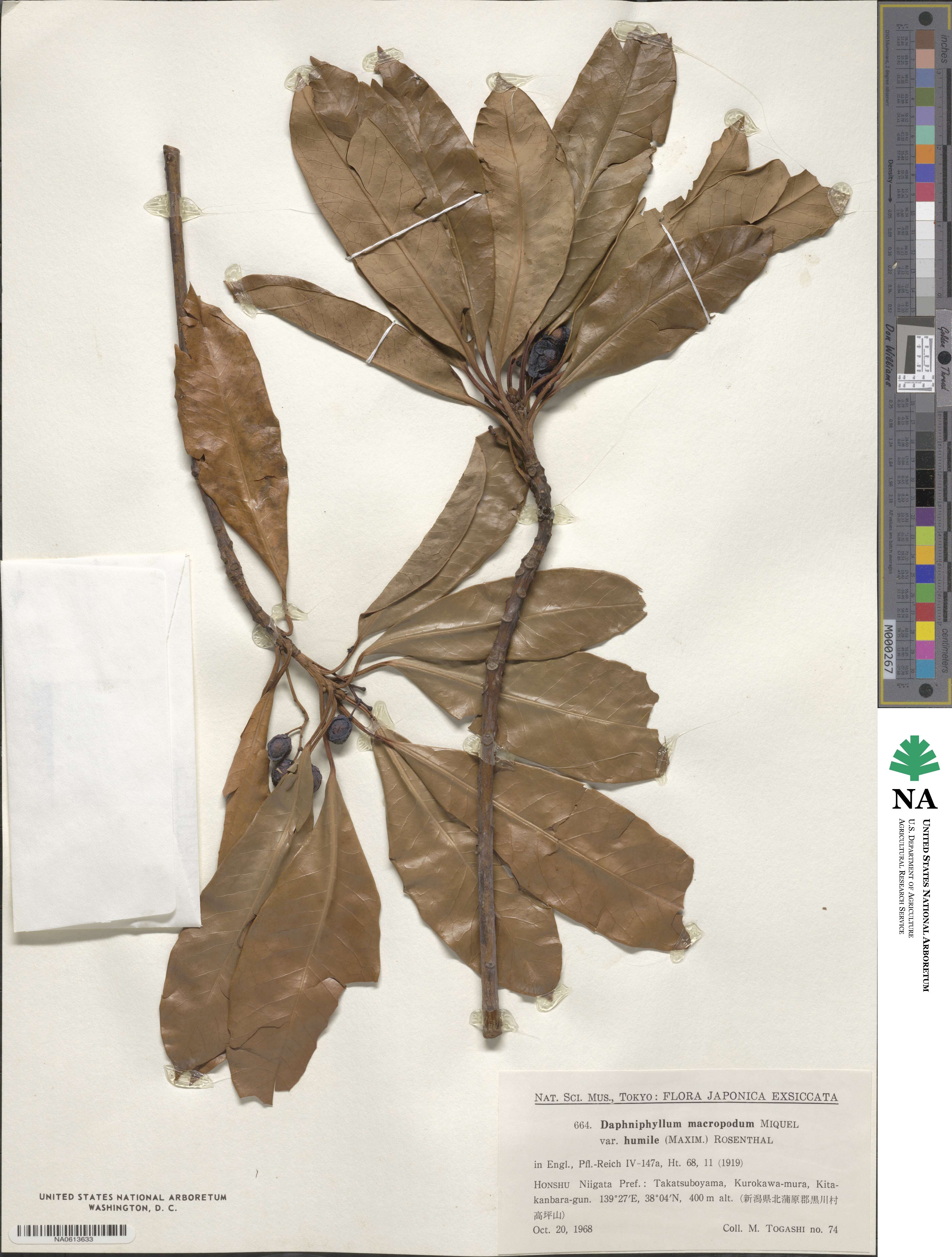 Daphniphyllum macropodum var. humile image