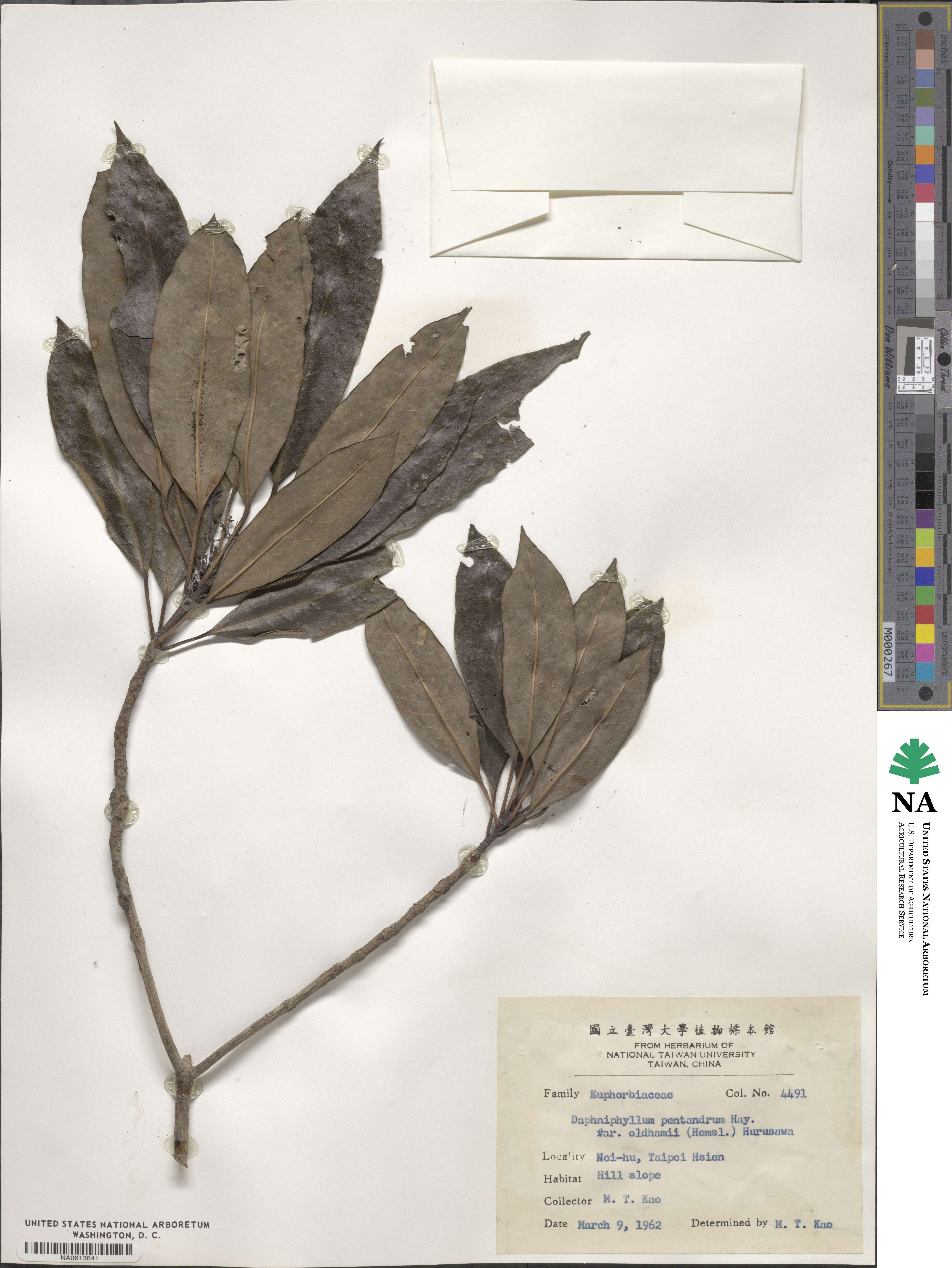 Daphniphyllum pentandrum image