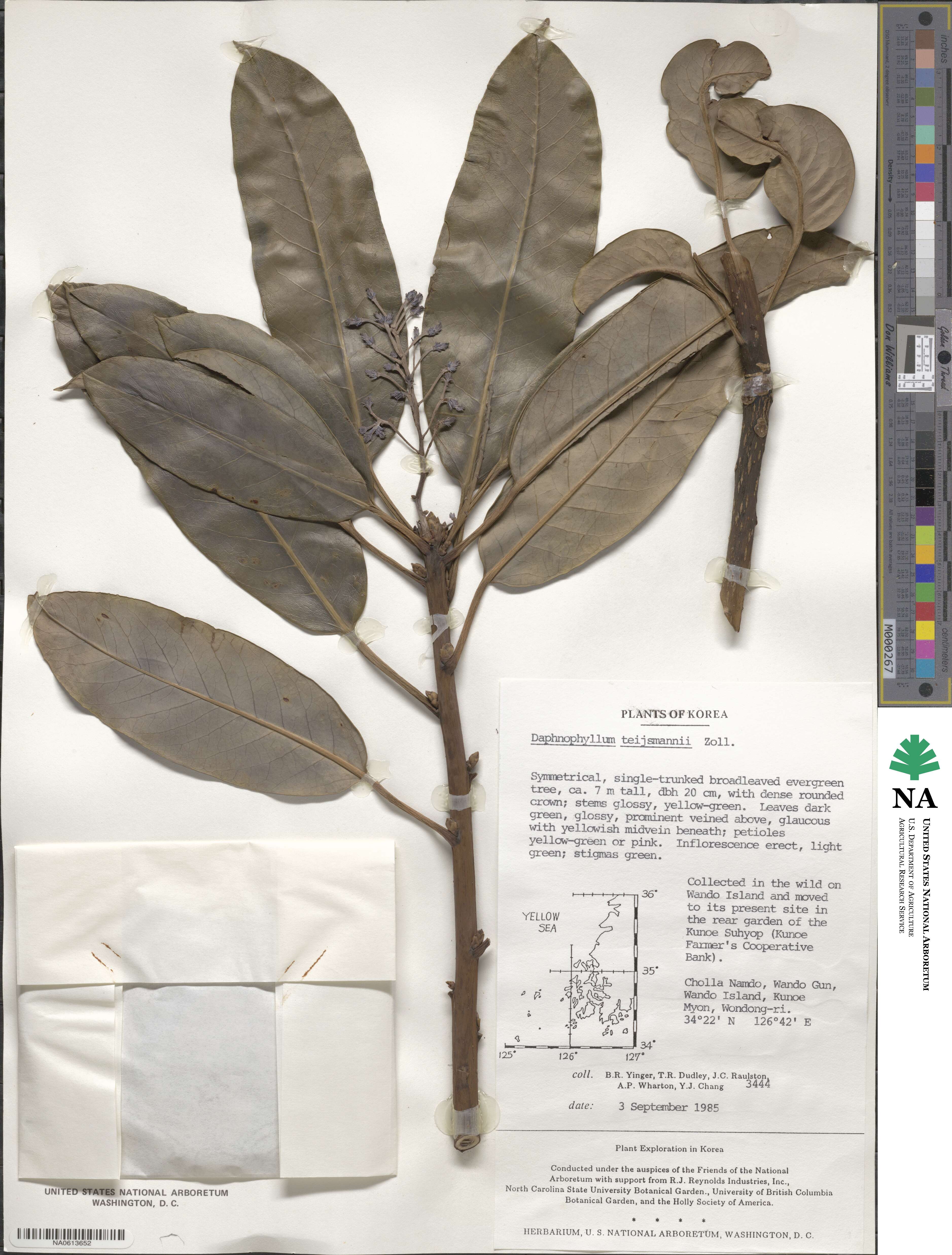 Daphniphyllum teijsmannii image