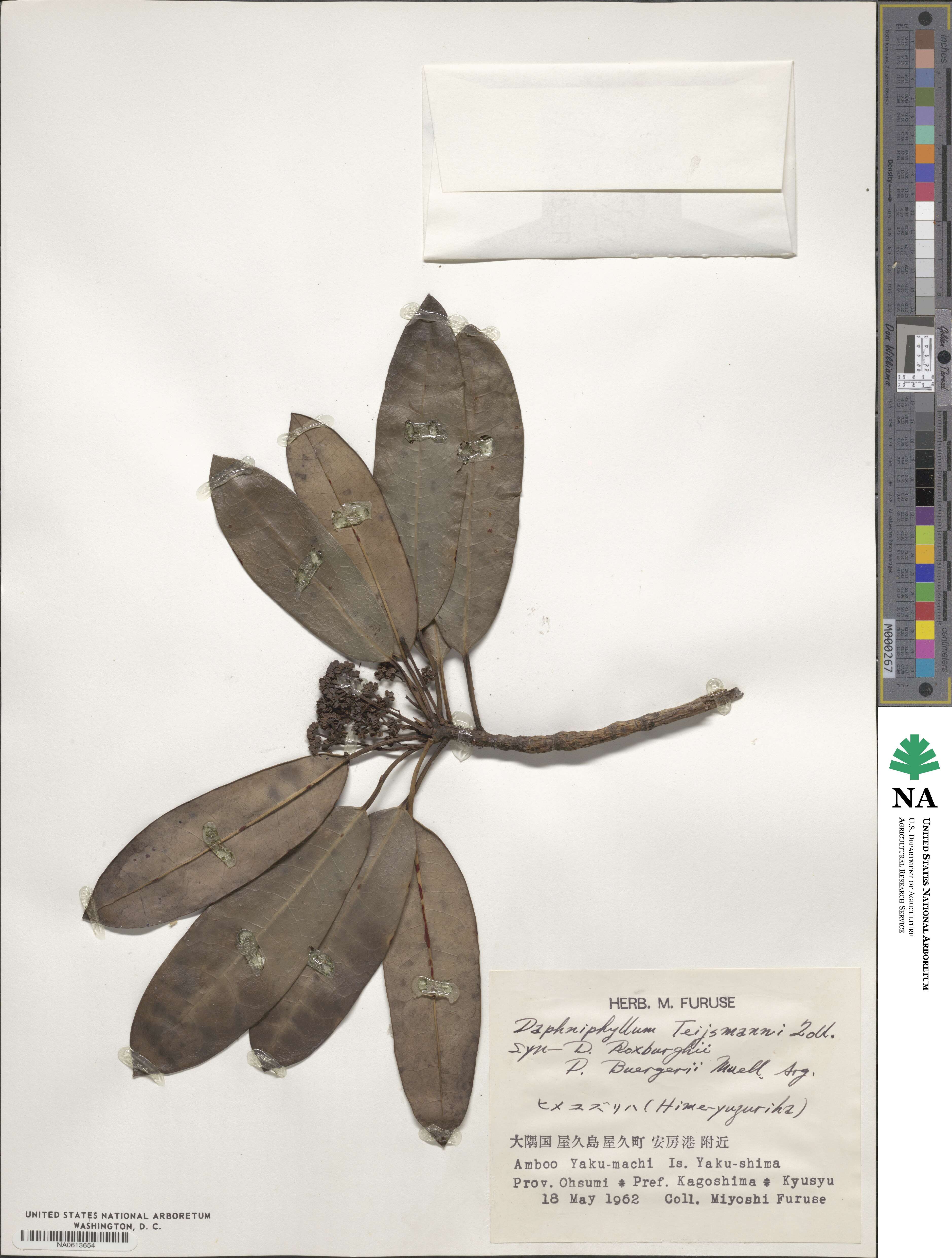 Daphniphyllum teijsmannii image